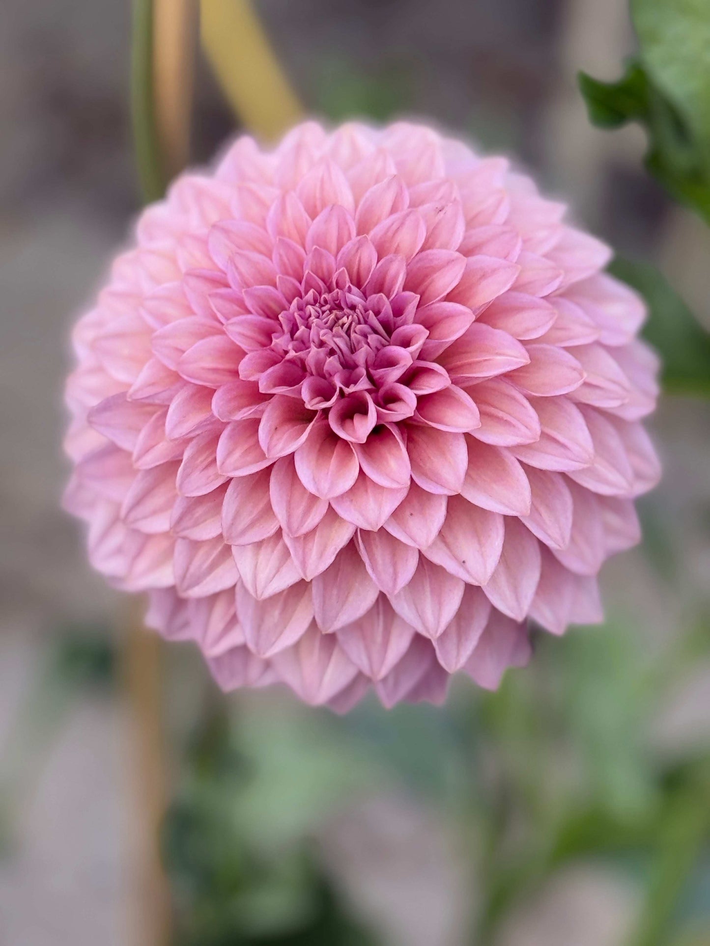 Levi's Bubblegum (Rooted Cuttings)