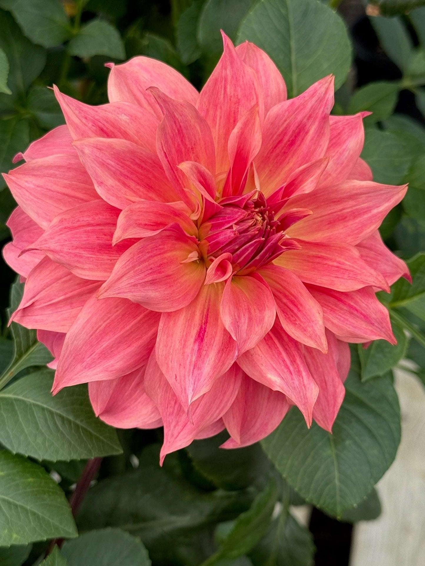 Carlos Watermelon (Rooted Cutting)