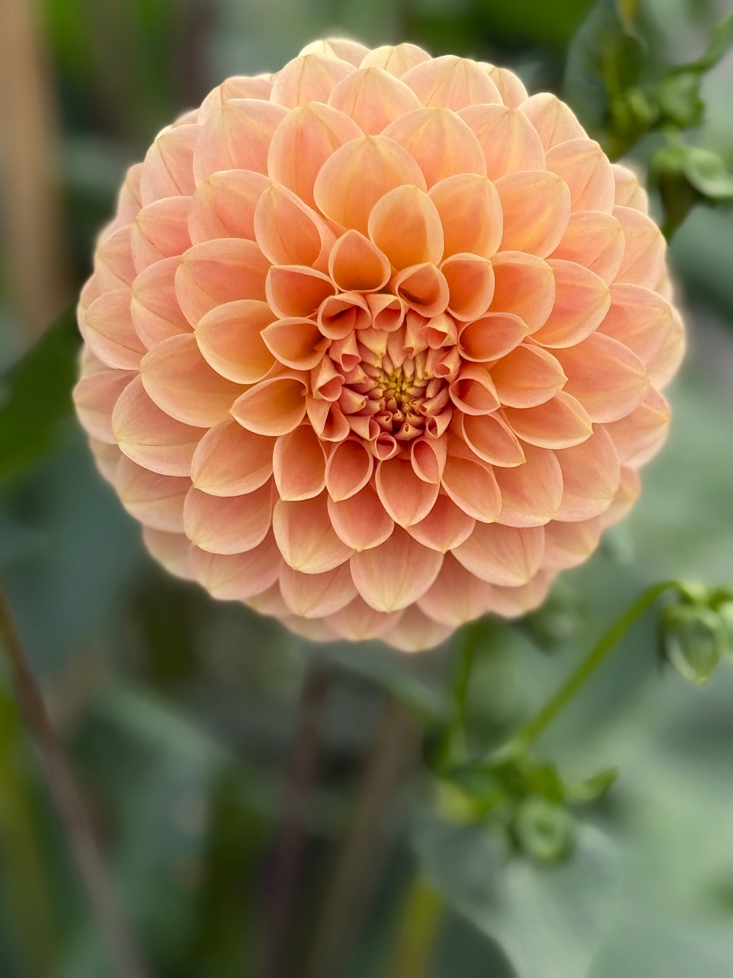 Levi's Cantaloupe (Rooted Cutting)