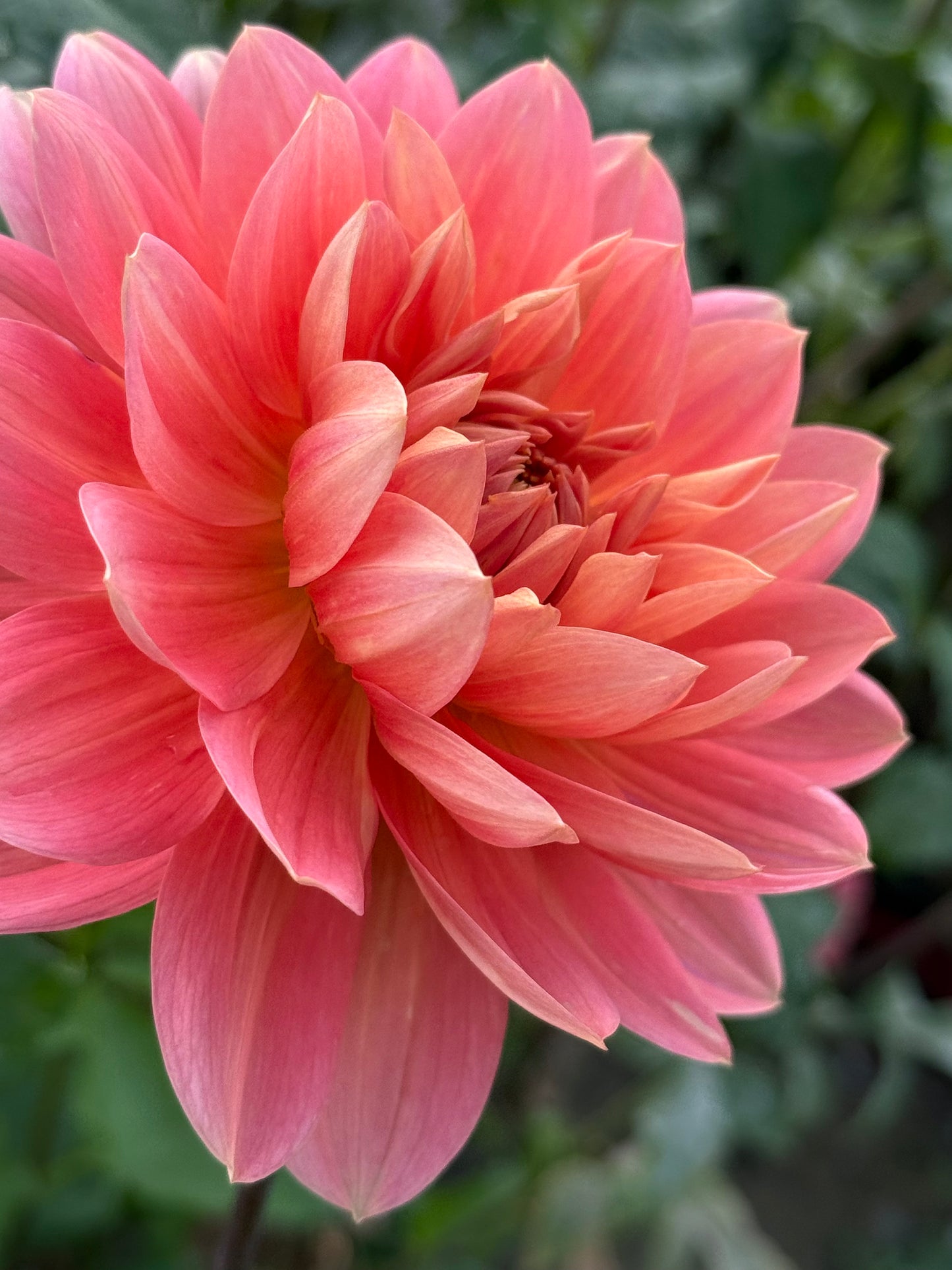 Carolina Wagemans (Tuber)