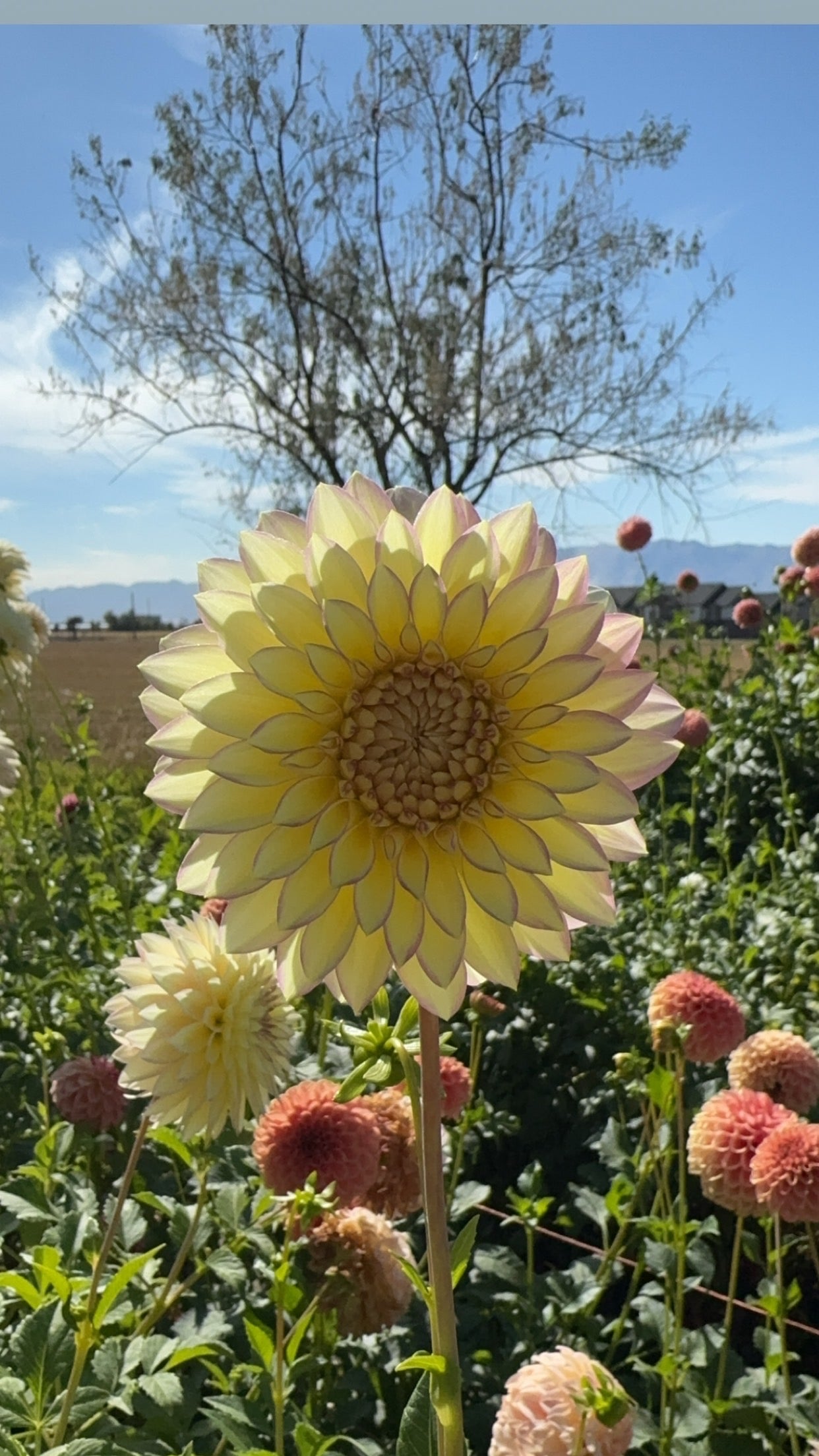 Bloomquist Blush (Tuber)