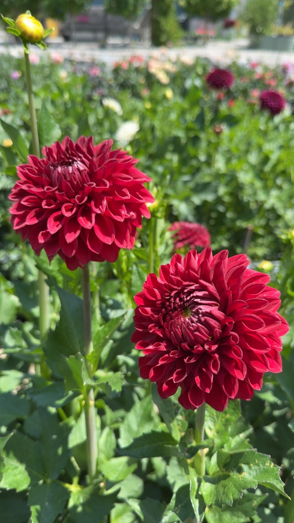 Sheval Megan (Tuber)