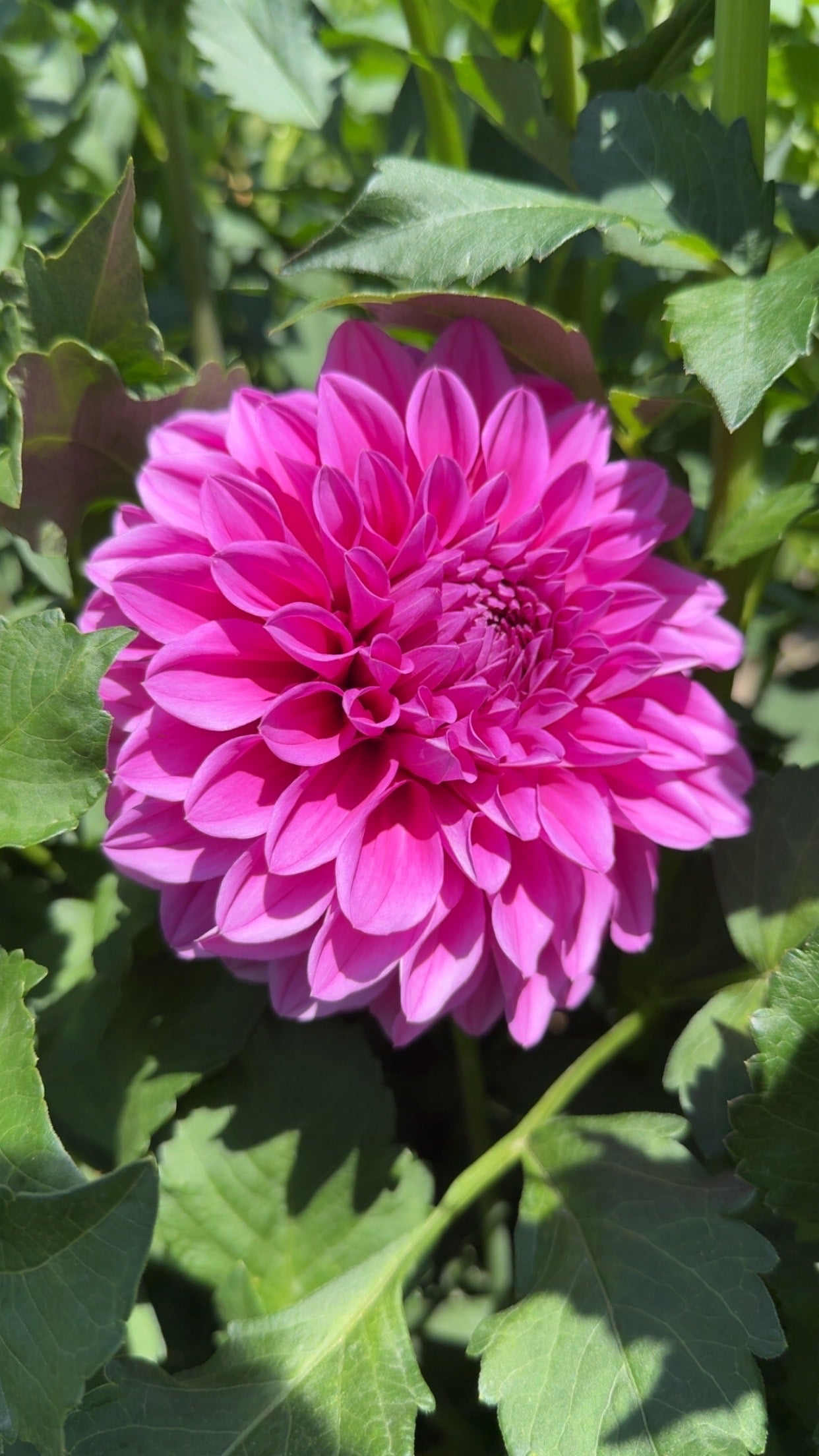 Elma Elizabeth (Tuber)