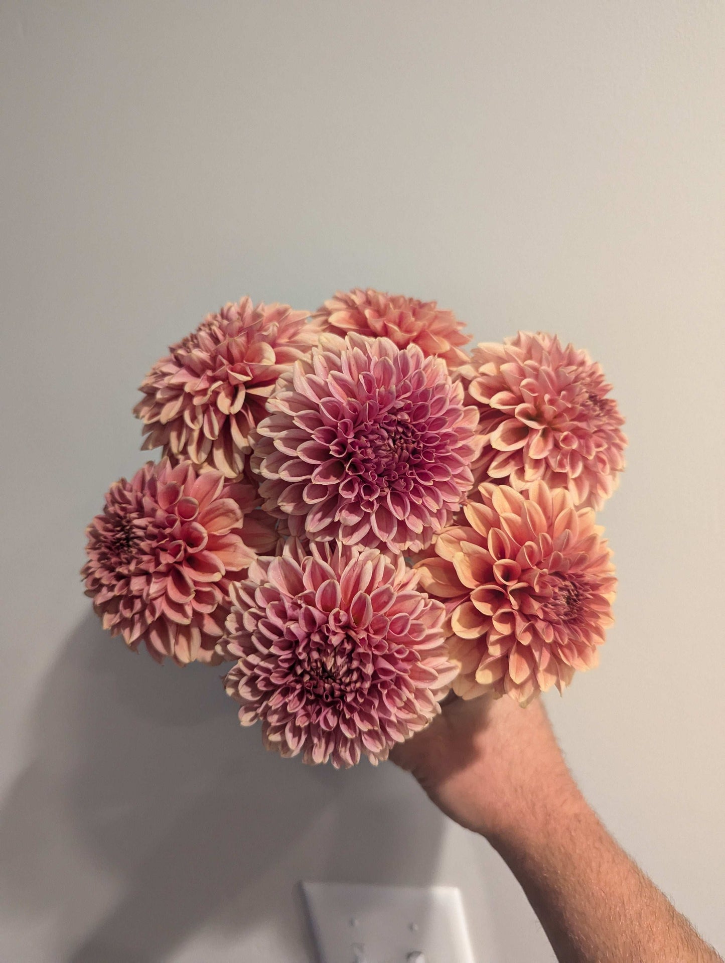 Apricot Jam (Rooted Cutting)