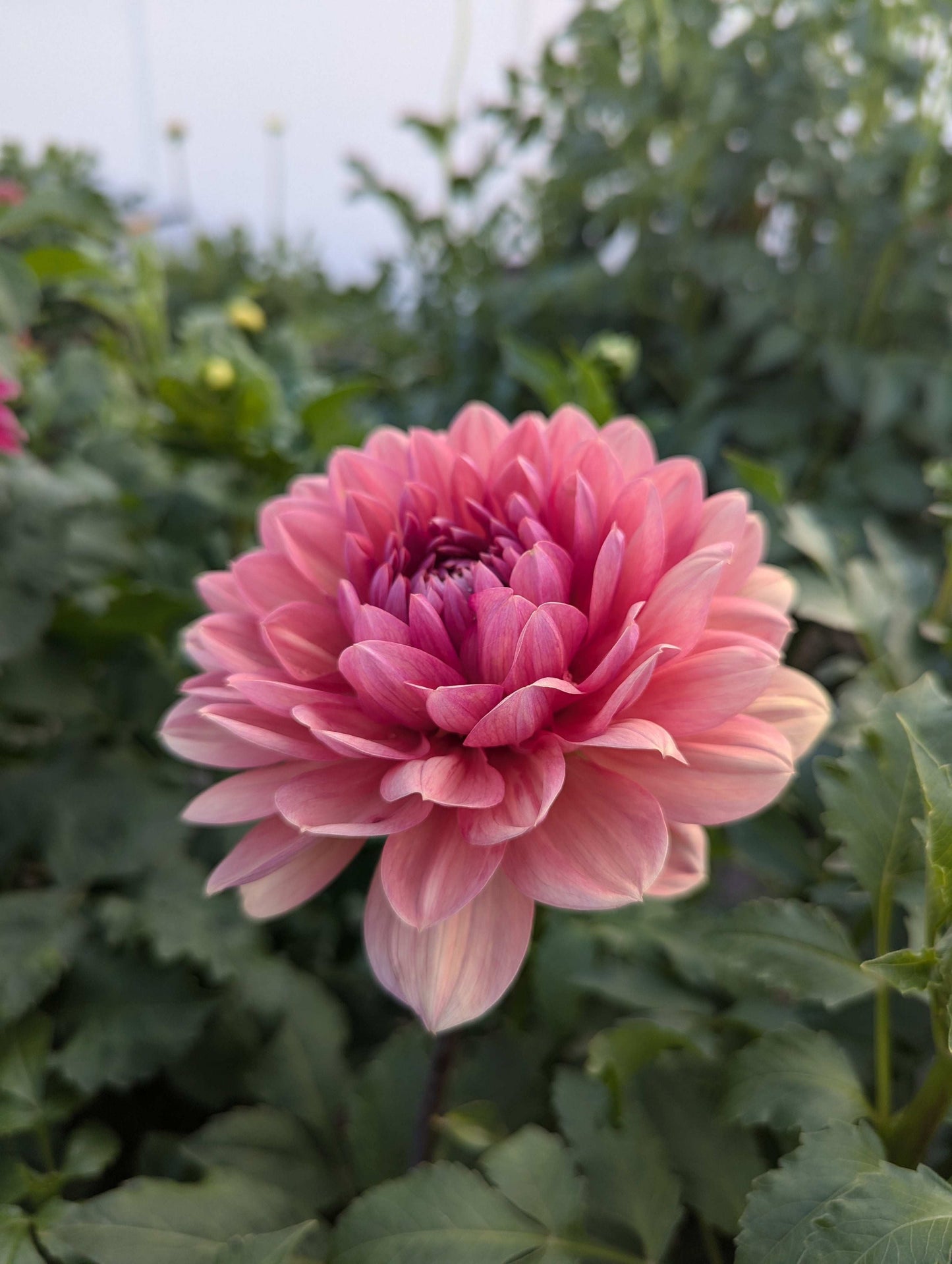 Chateau de la Bourdaisiere (Rooted Cuttings)