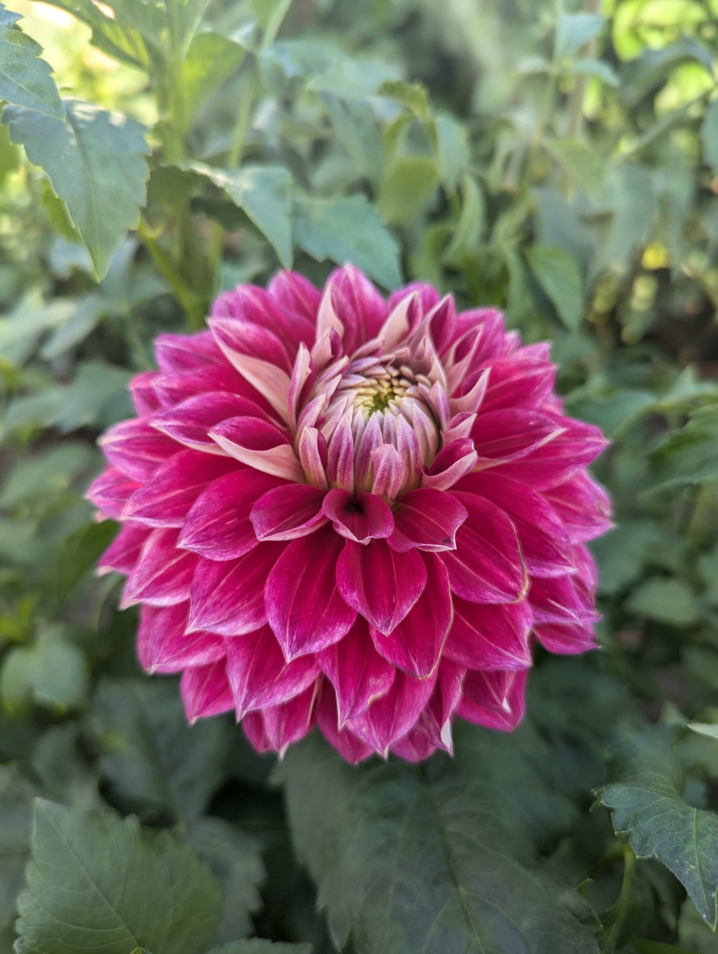 Hapet Cinderella (Rooted Cuttings)