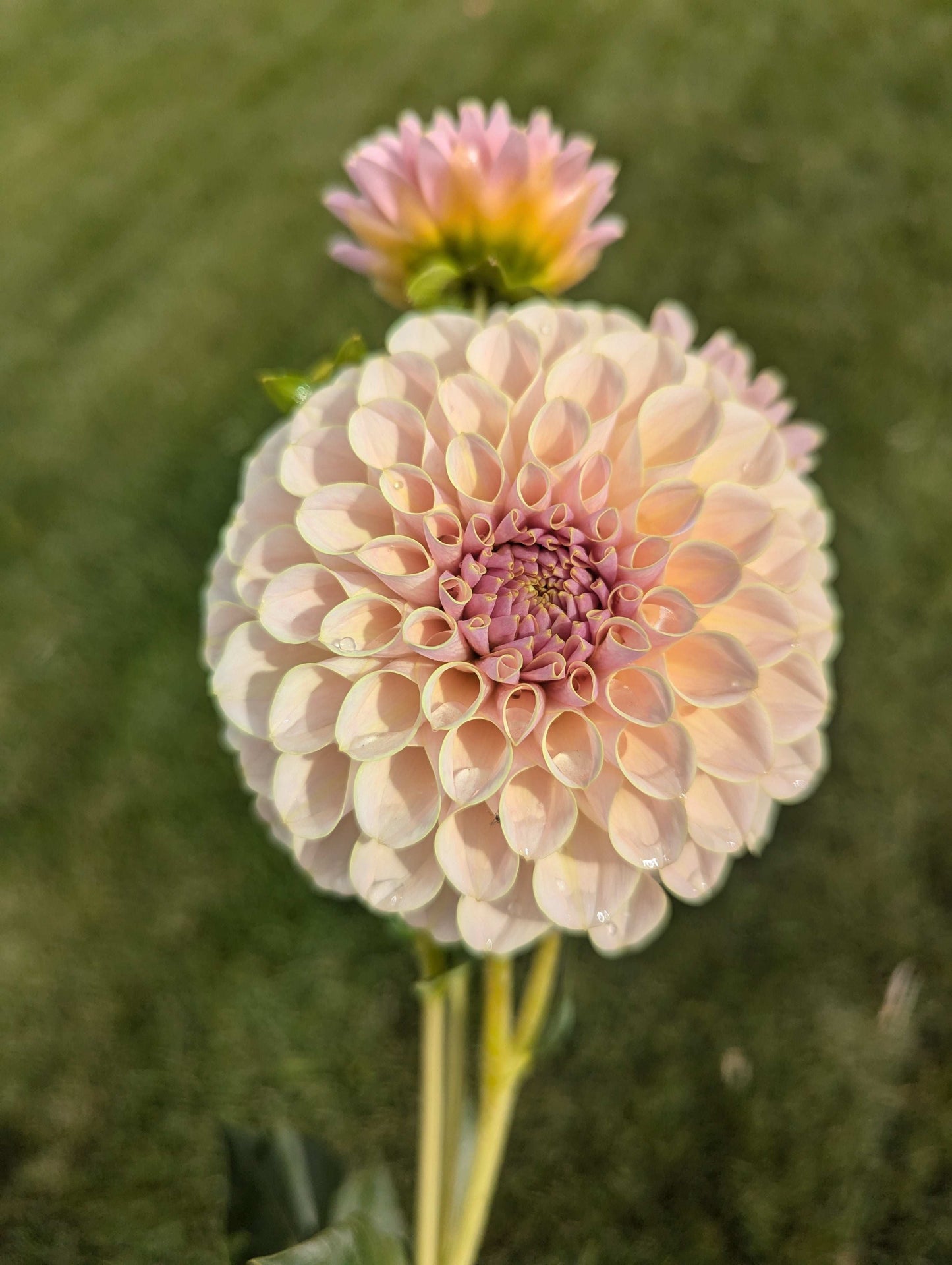 Cinder Rose (Rooted Cutting)