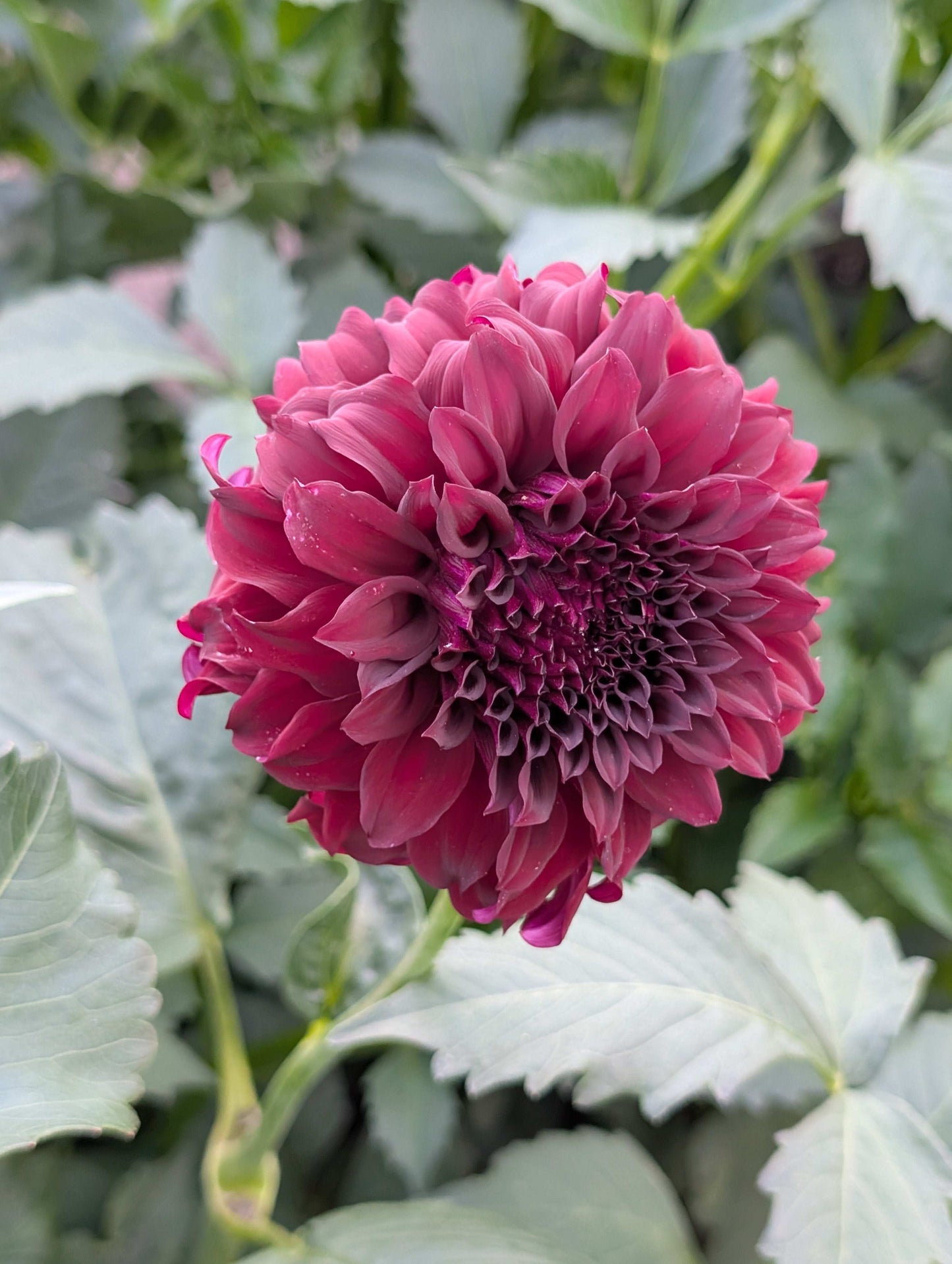 River's Penelope (Rooted Cutting)