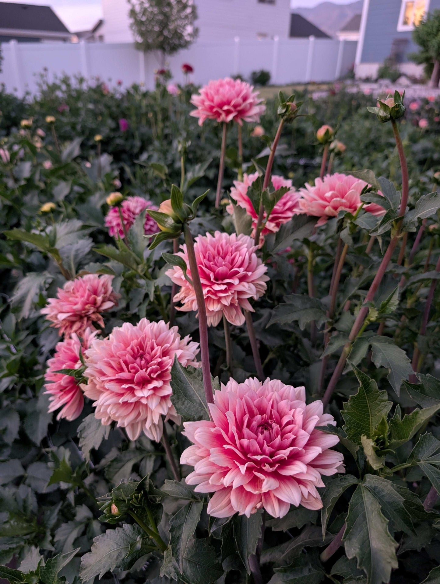 Carolina Wagemans (Rooted Cuttings)