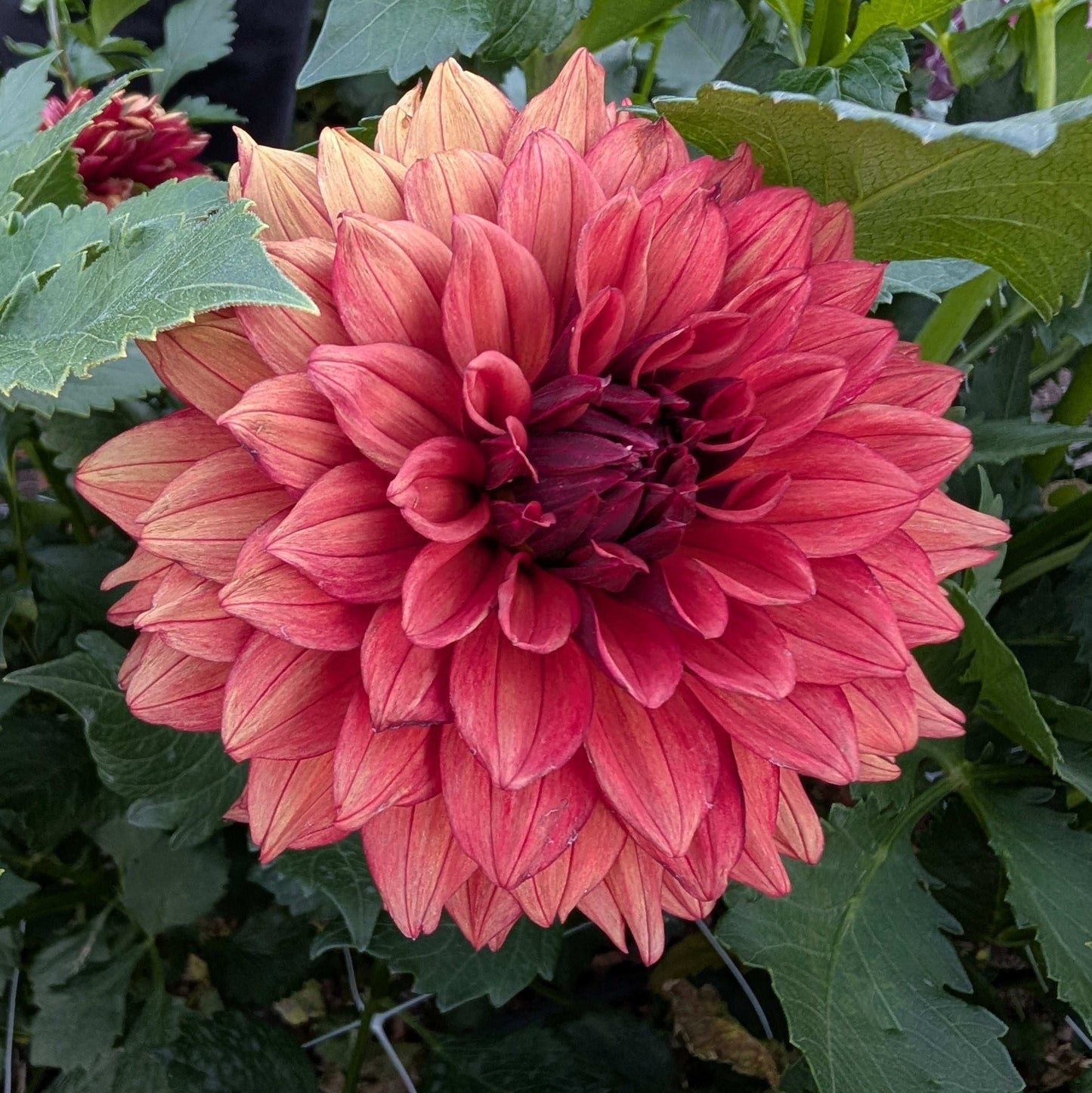 Misses Miley (Rooted Cutting)