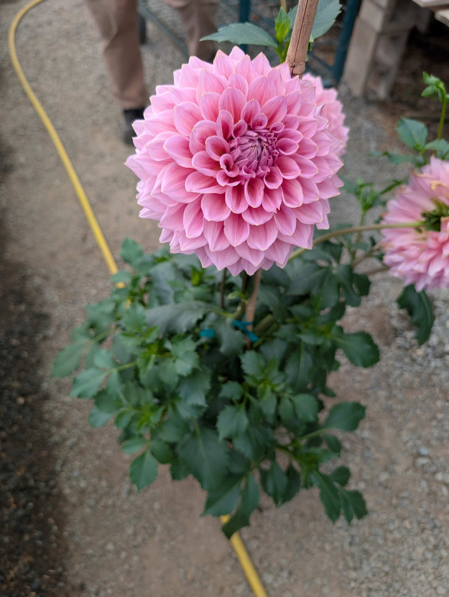 Formby Monarch (Rooted Cuttings)