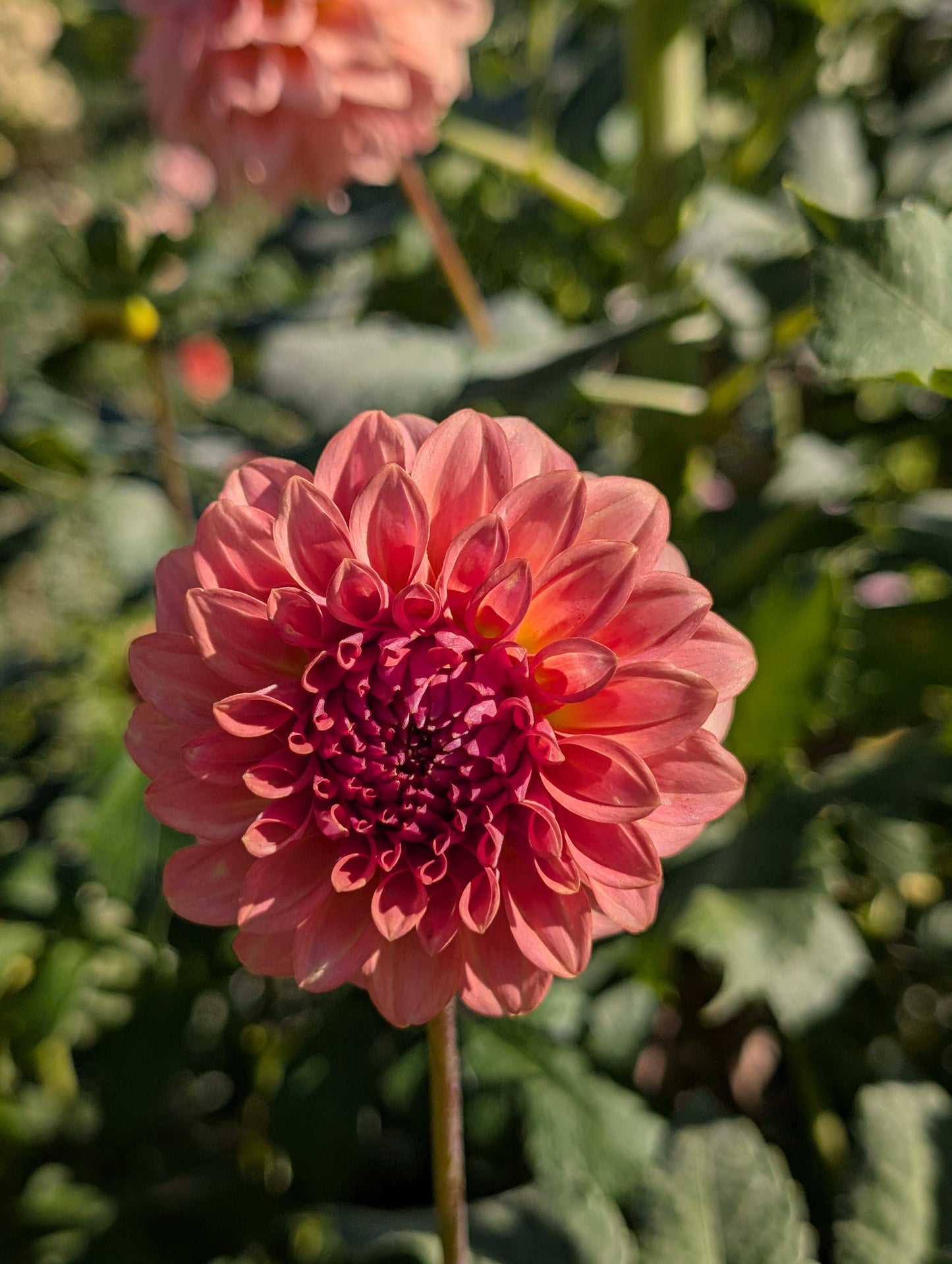 Levi's Blue Smoke (Rooted Cuttings)