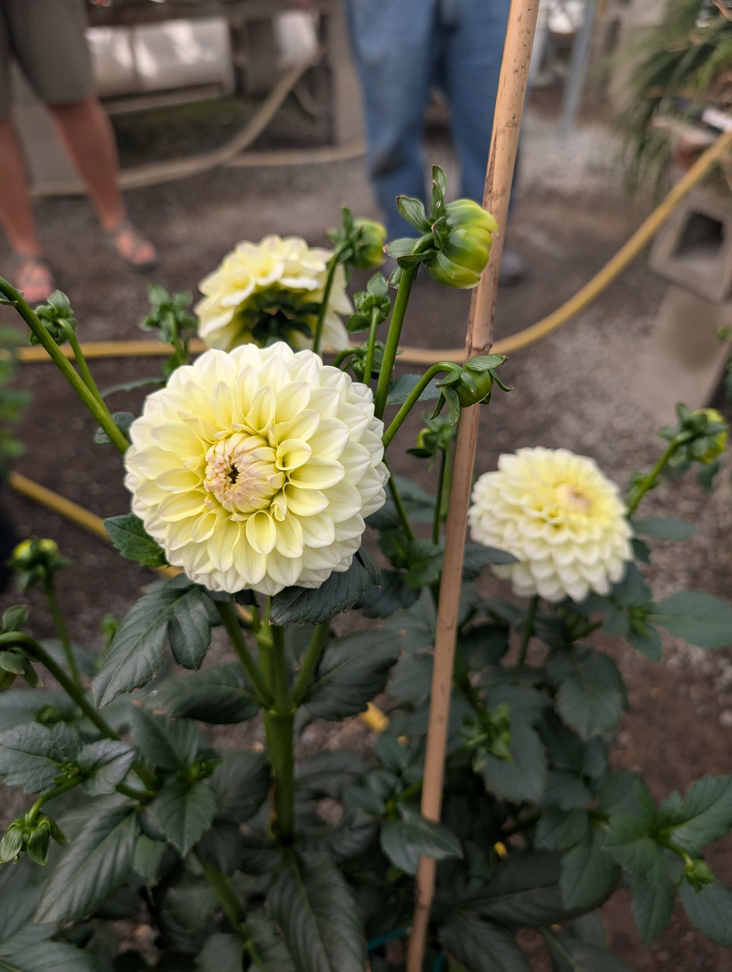 Rinco (Rooted Cutting)