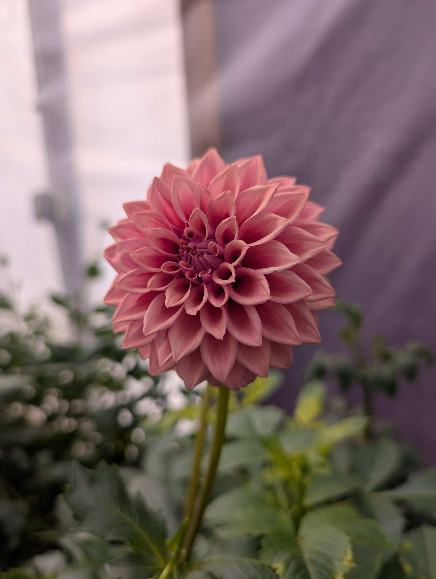 Lee's Swiss Miss (Rooted Cutting)