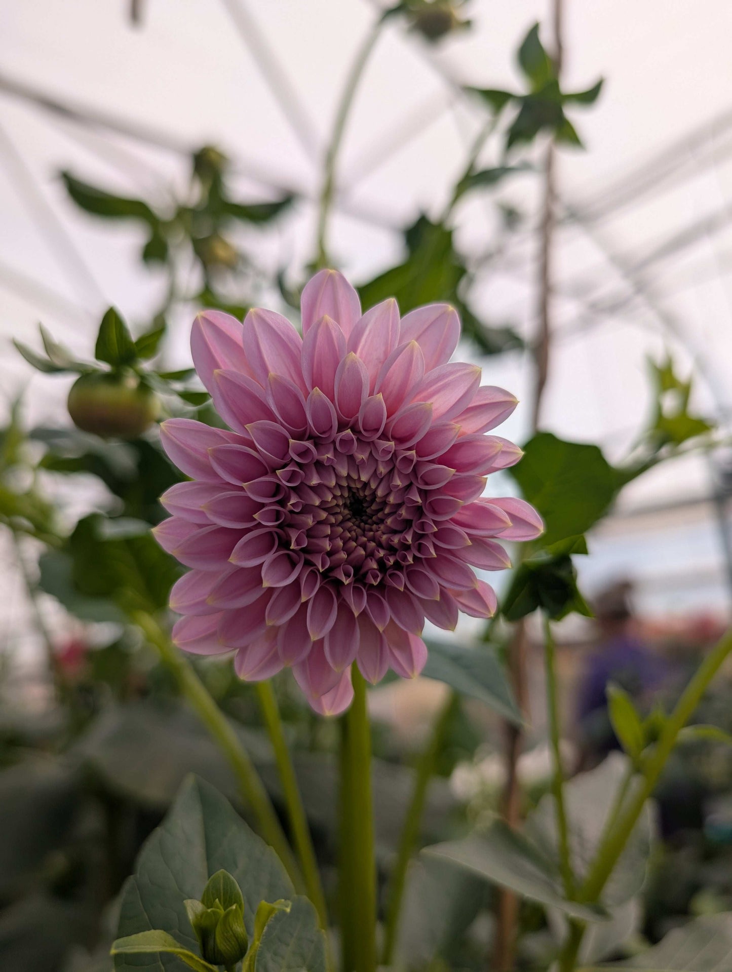Araluen Leatrice (Rooted Cutting)