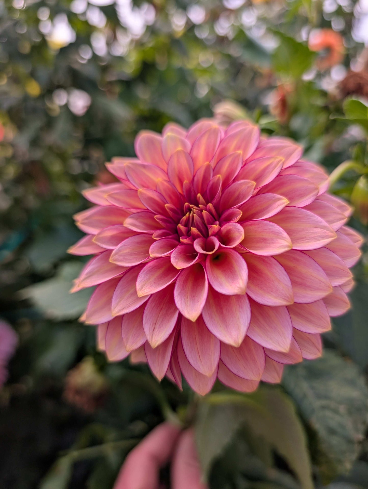 RM Raspberry Twinkle (Rooted Cutting)