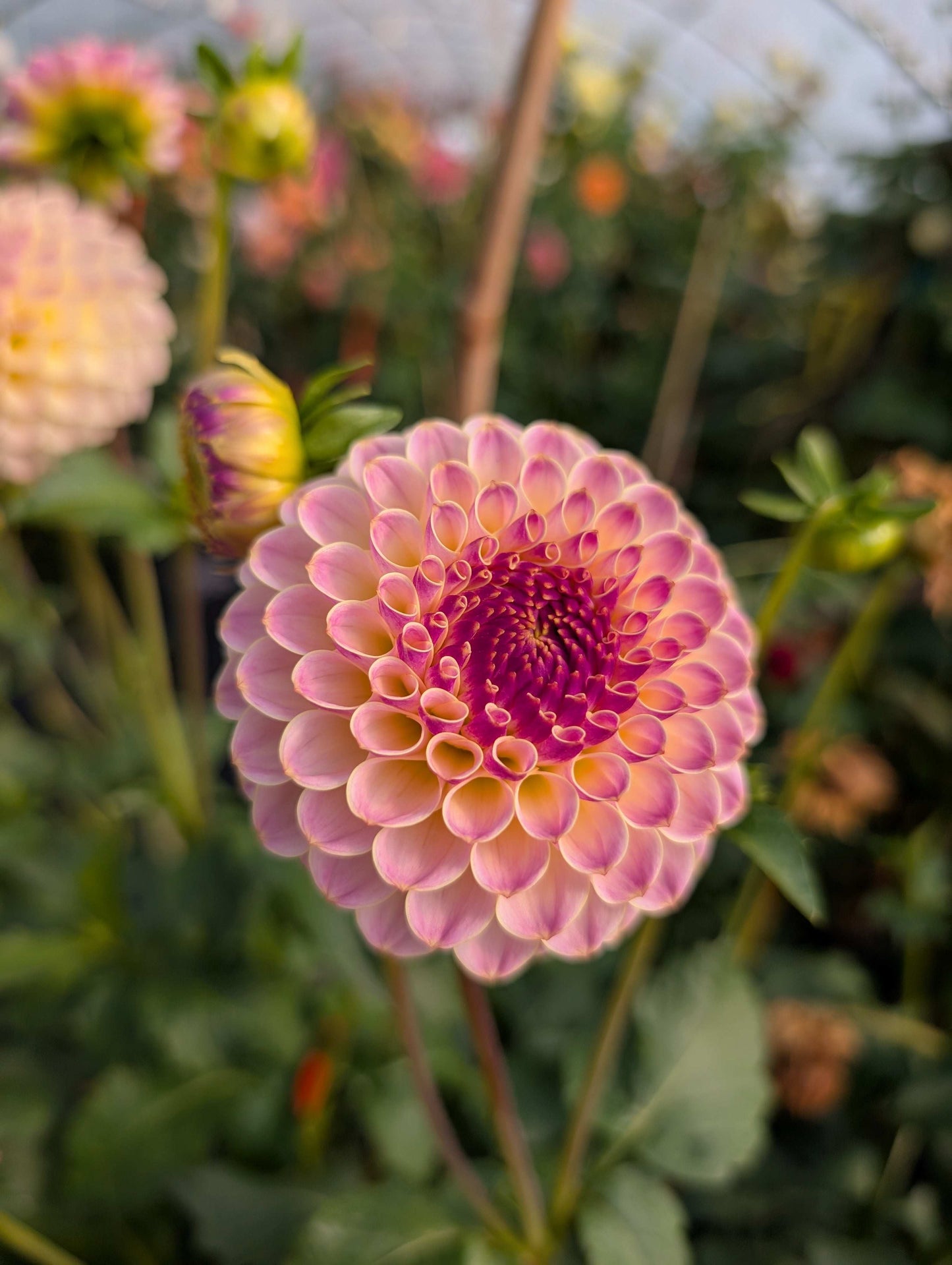 Hapet Pearl (Rooted Cutting)