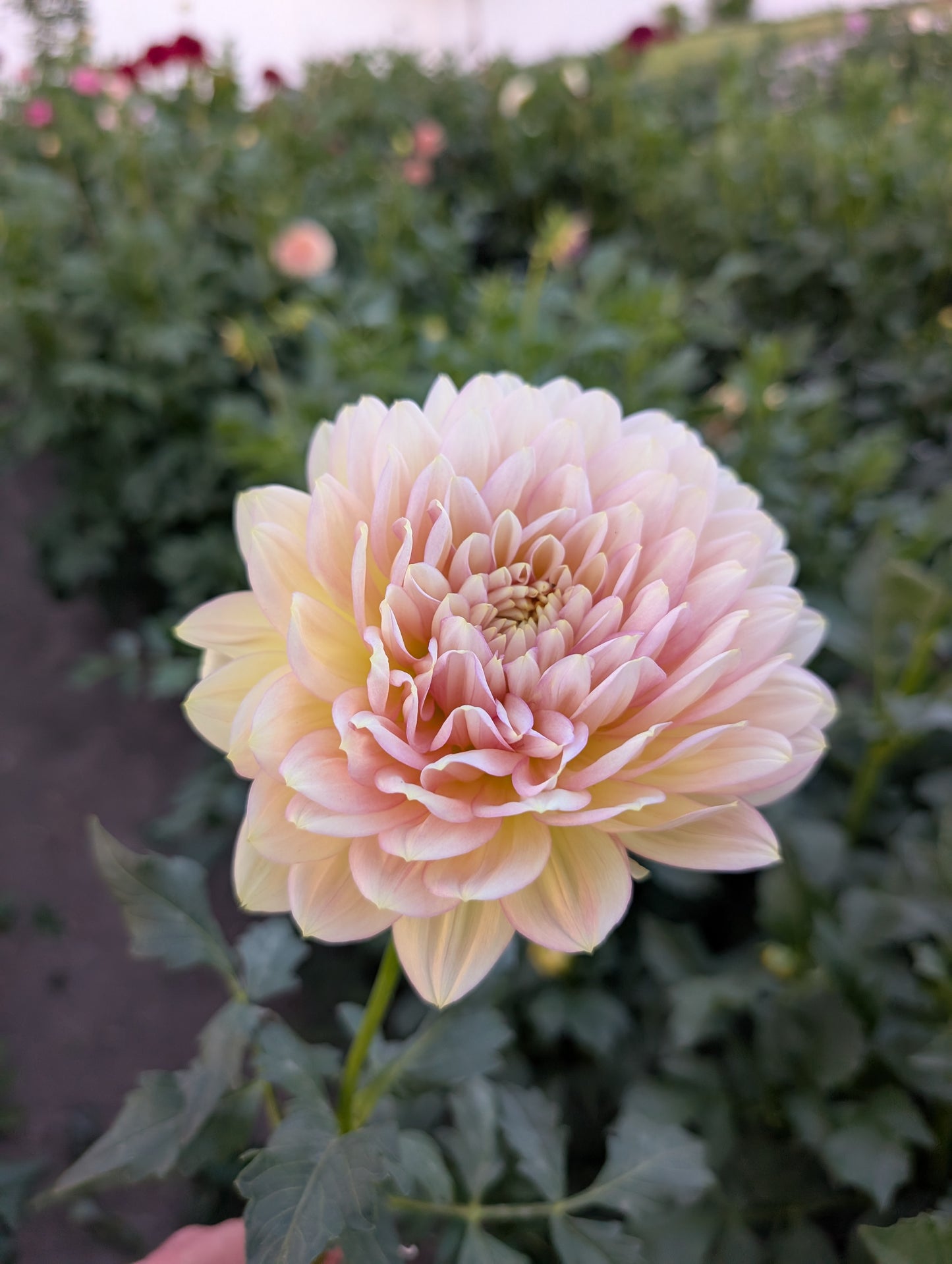 Hollyhill Serenity (Rooted Cutting)