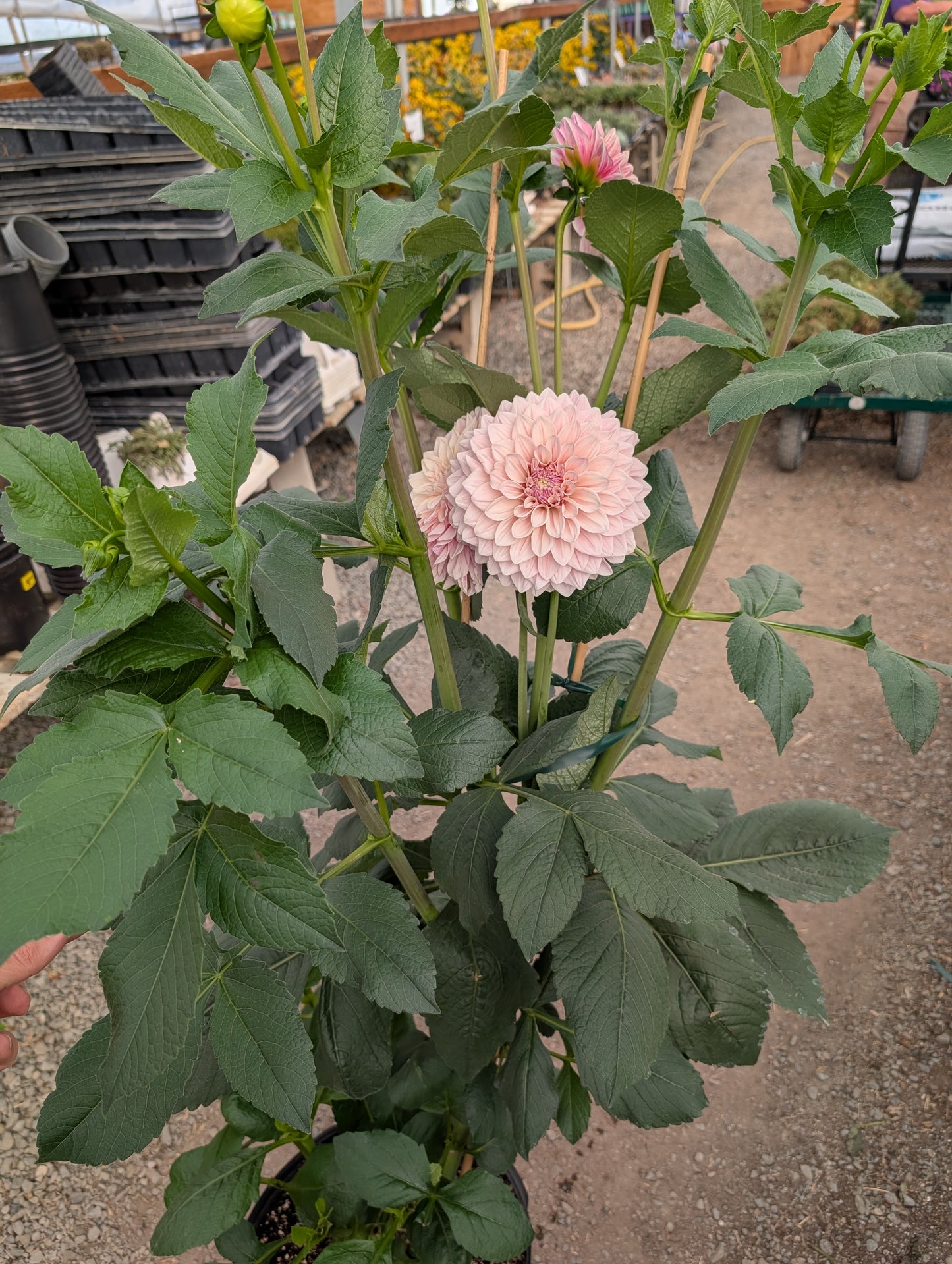 Florelie Antique (Rooted Cutting)