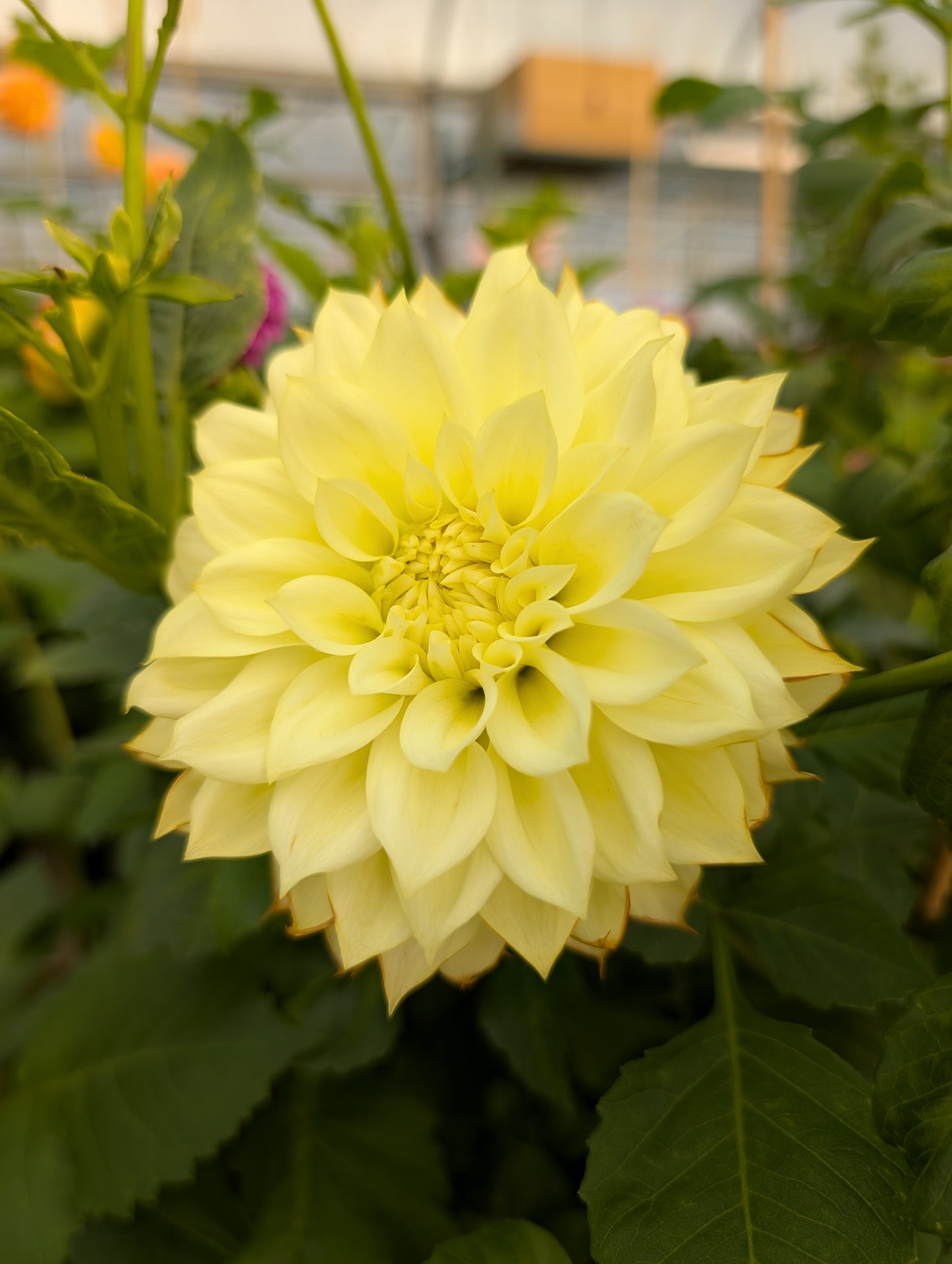 Coorabell Heather (Rooted Cutting)