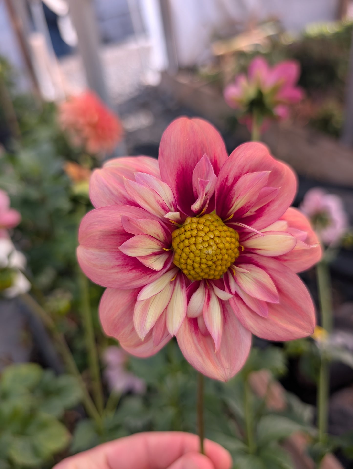 Rhubarb & Custard (Rooted Cutting)