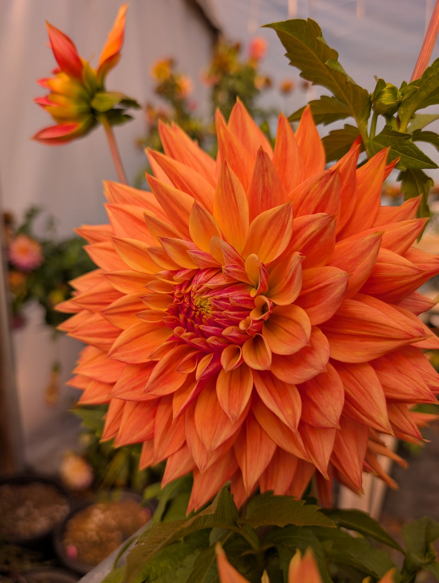 AC Alysia (Rooted Cutting)