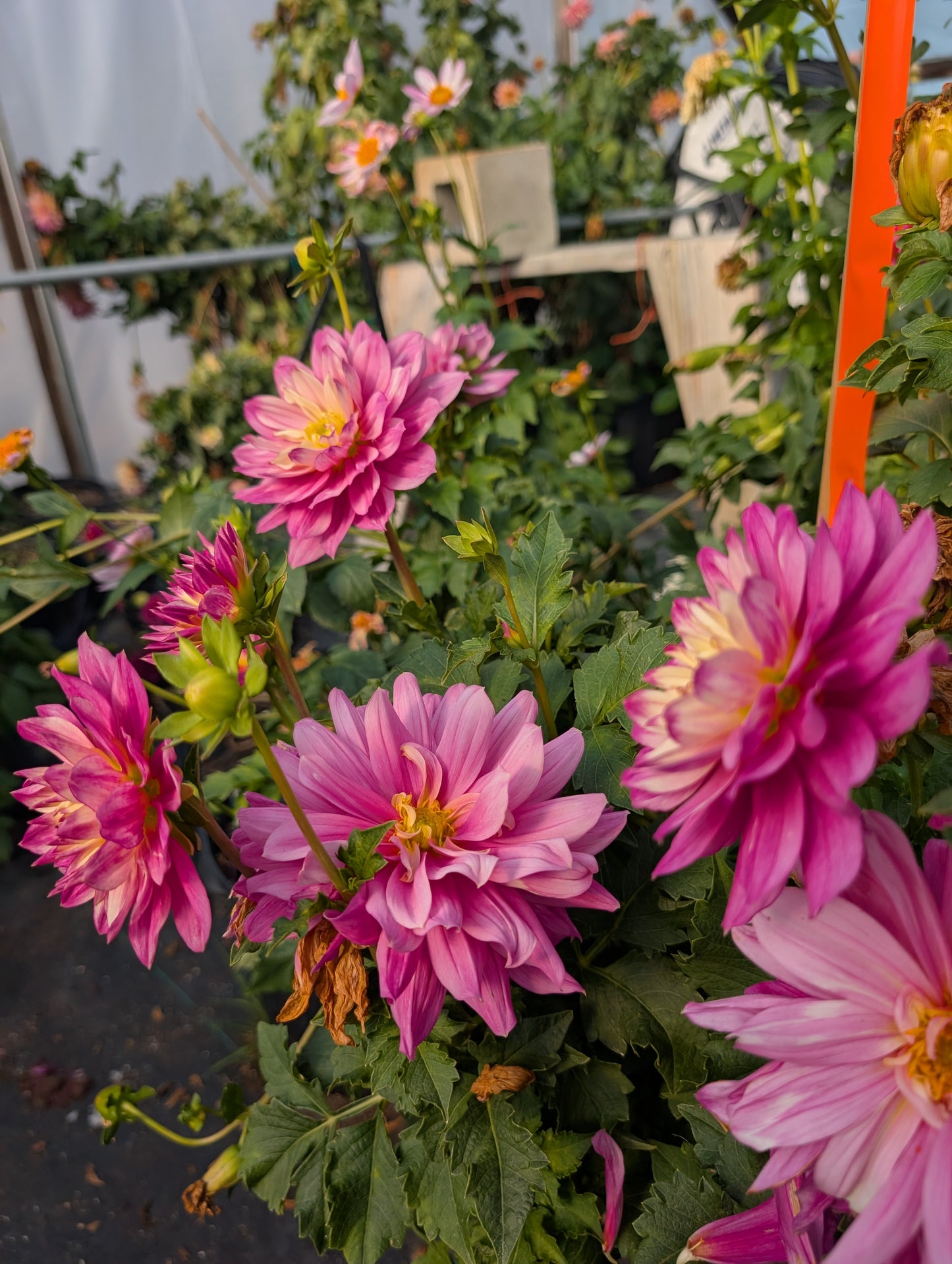 Hollyhill Pink Martini (Rooted Cutting)