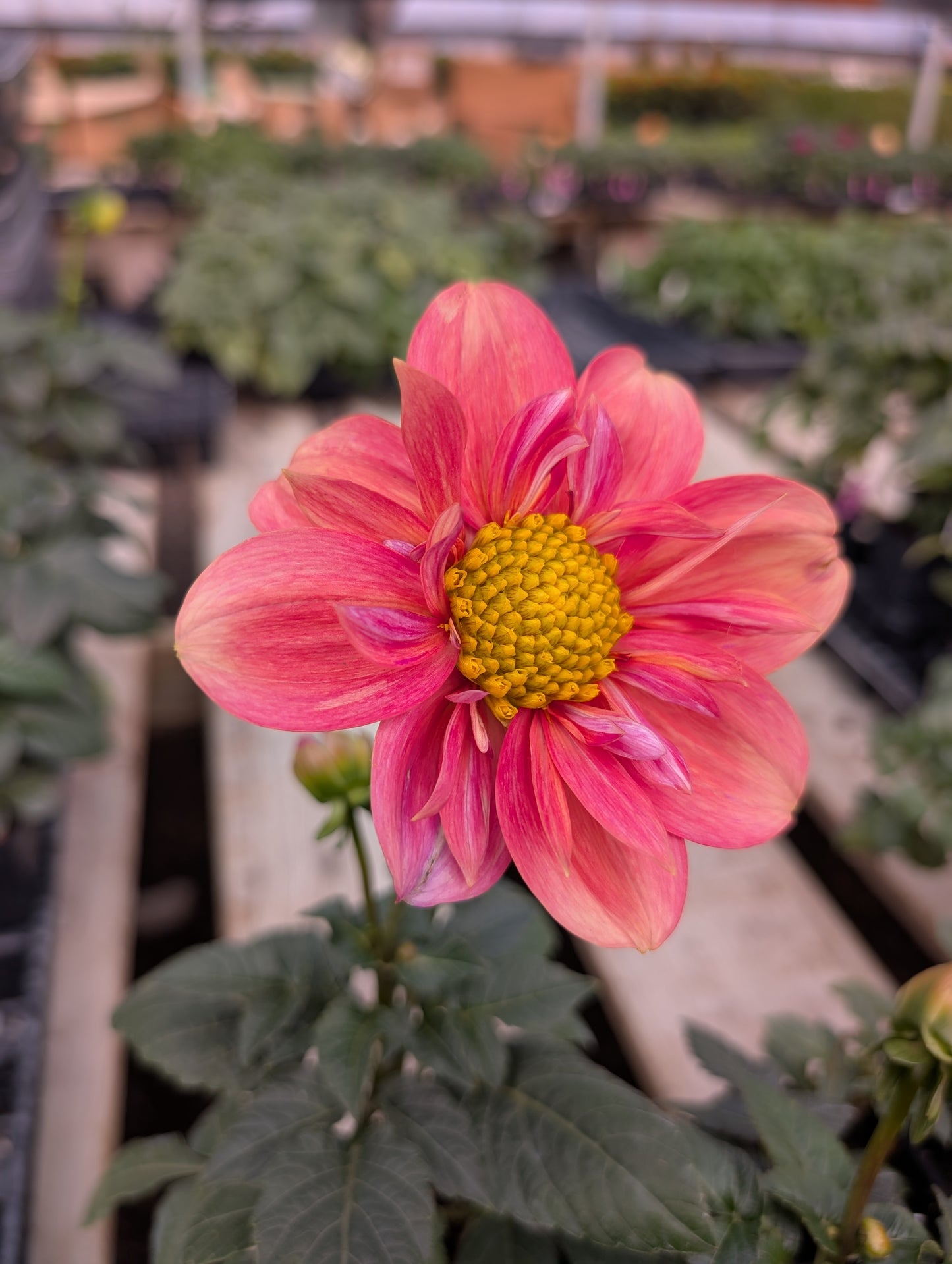 Strawberry Bonbon (Rooted Cutting)