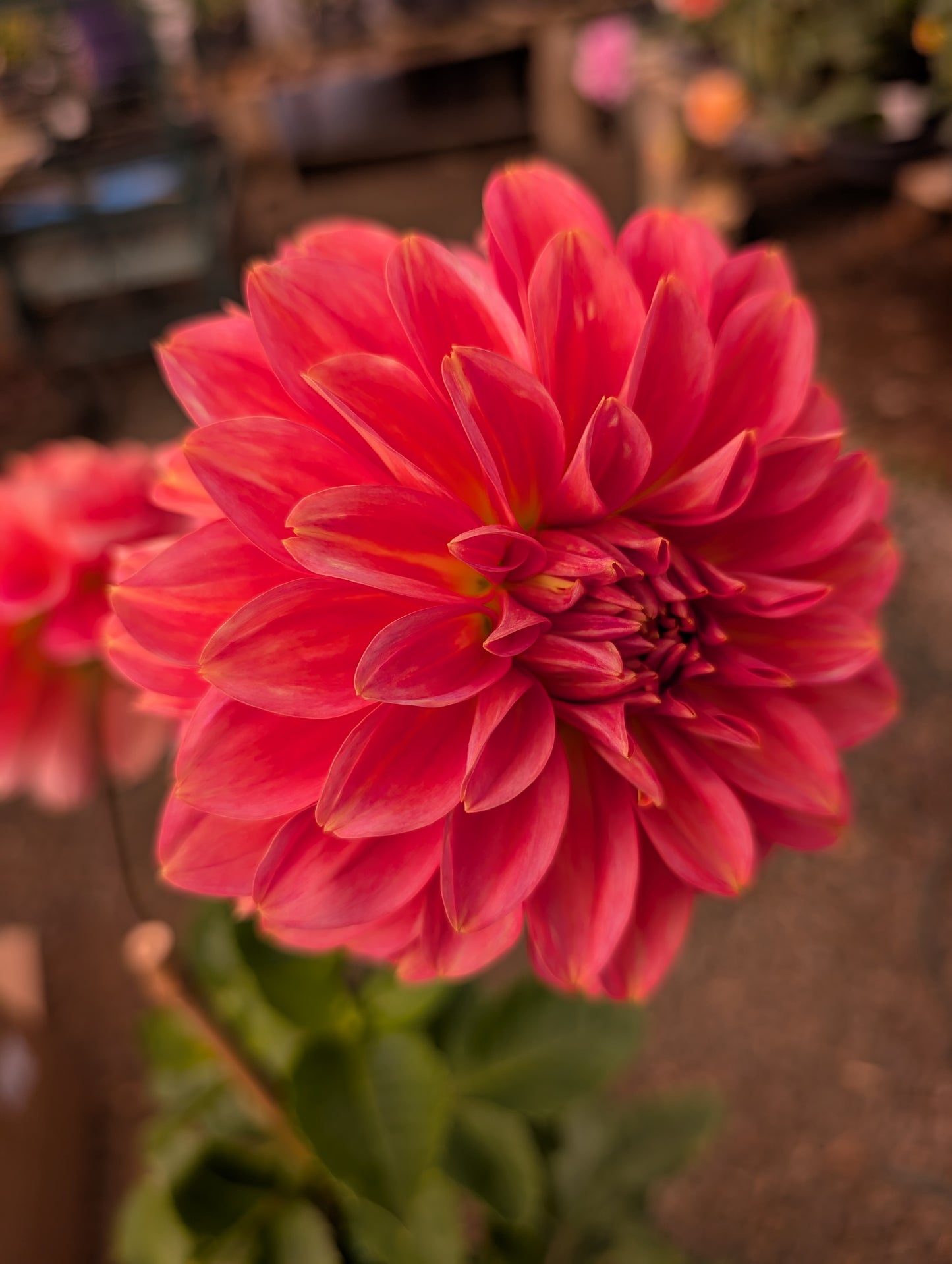 RM Peach Flair (Rooted Cutting)