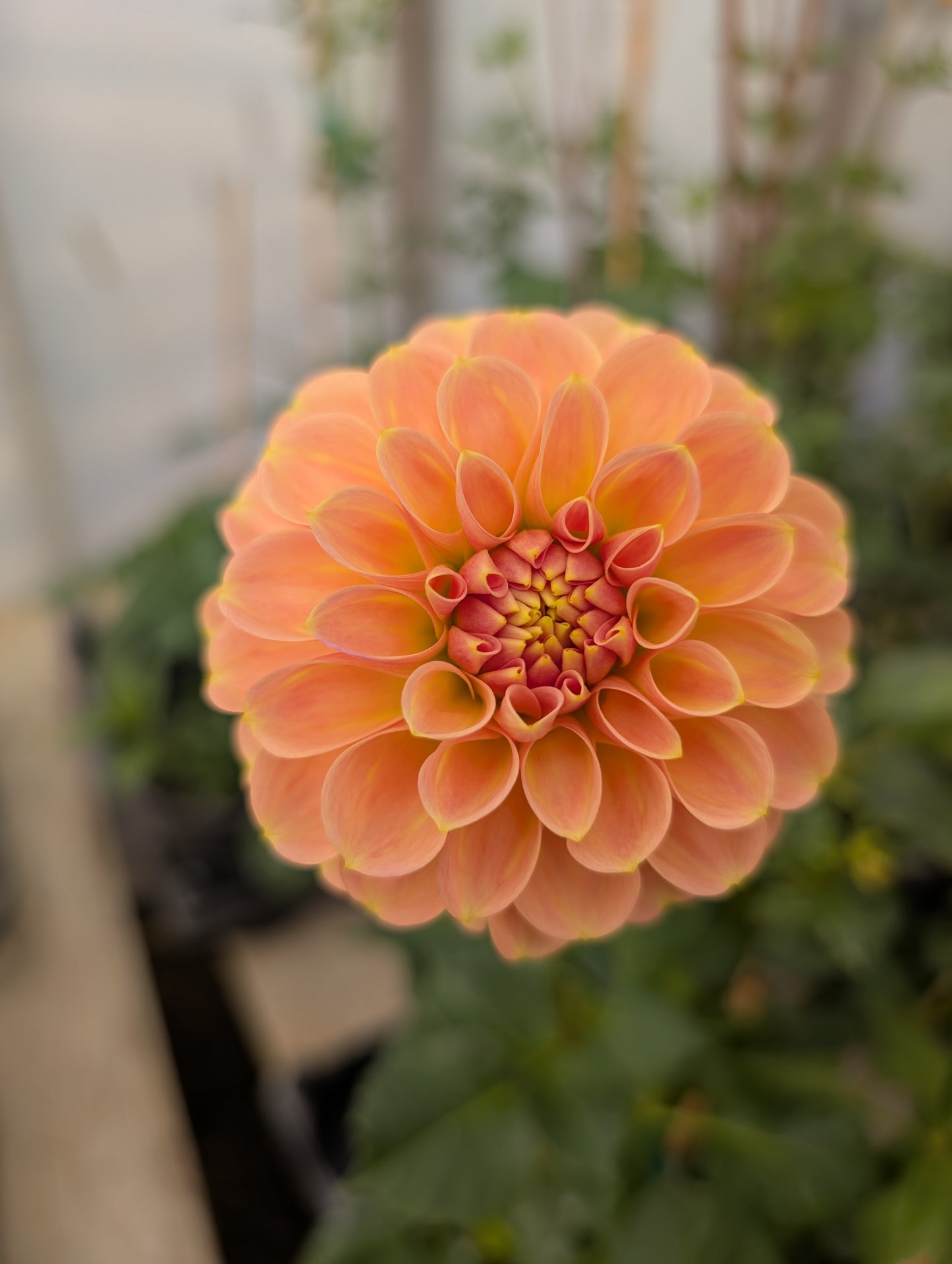 Peach Macaron (Rooted Cutting)