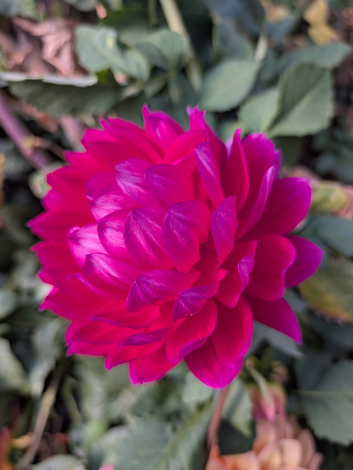 Hollyhill Pandora (Rooted Cutting)