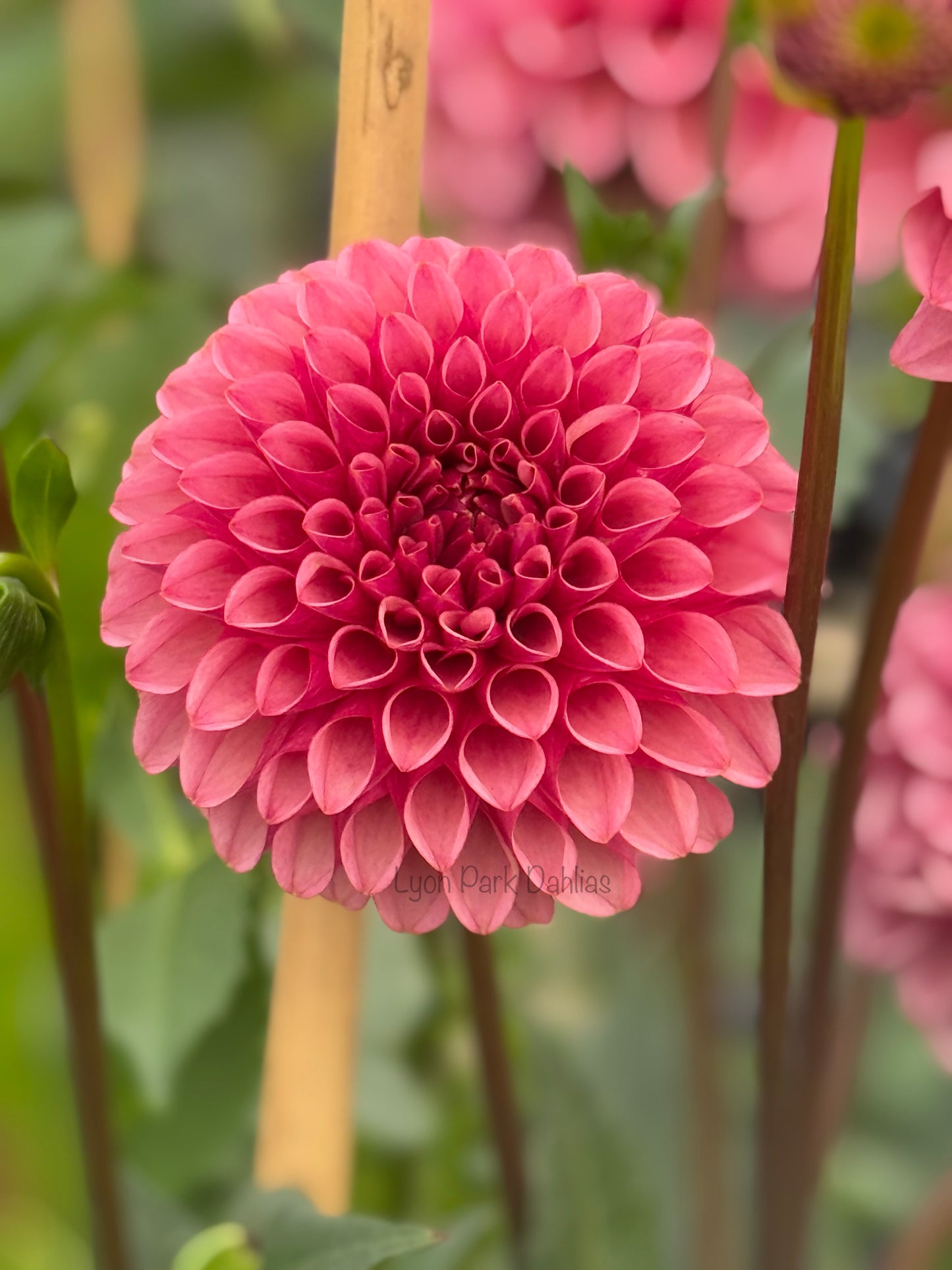 Levi’s Tomato (Tuber)