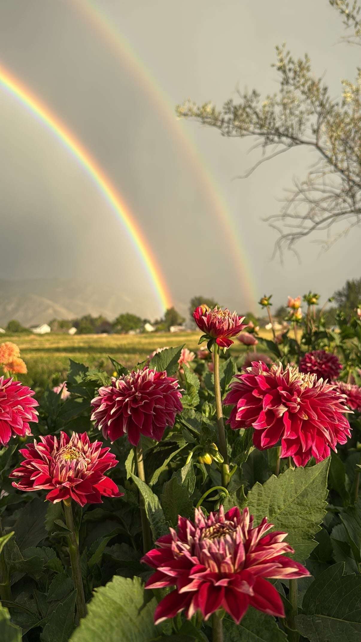 Hapet Cinderella (Rooted Cuttings)