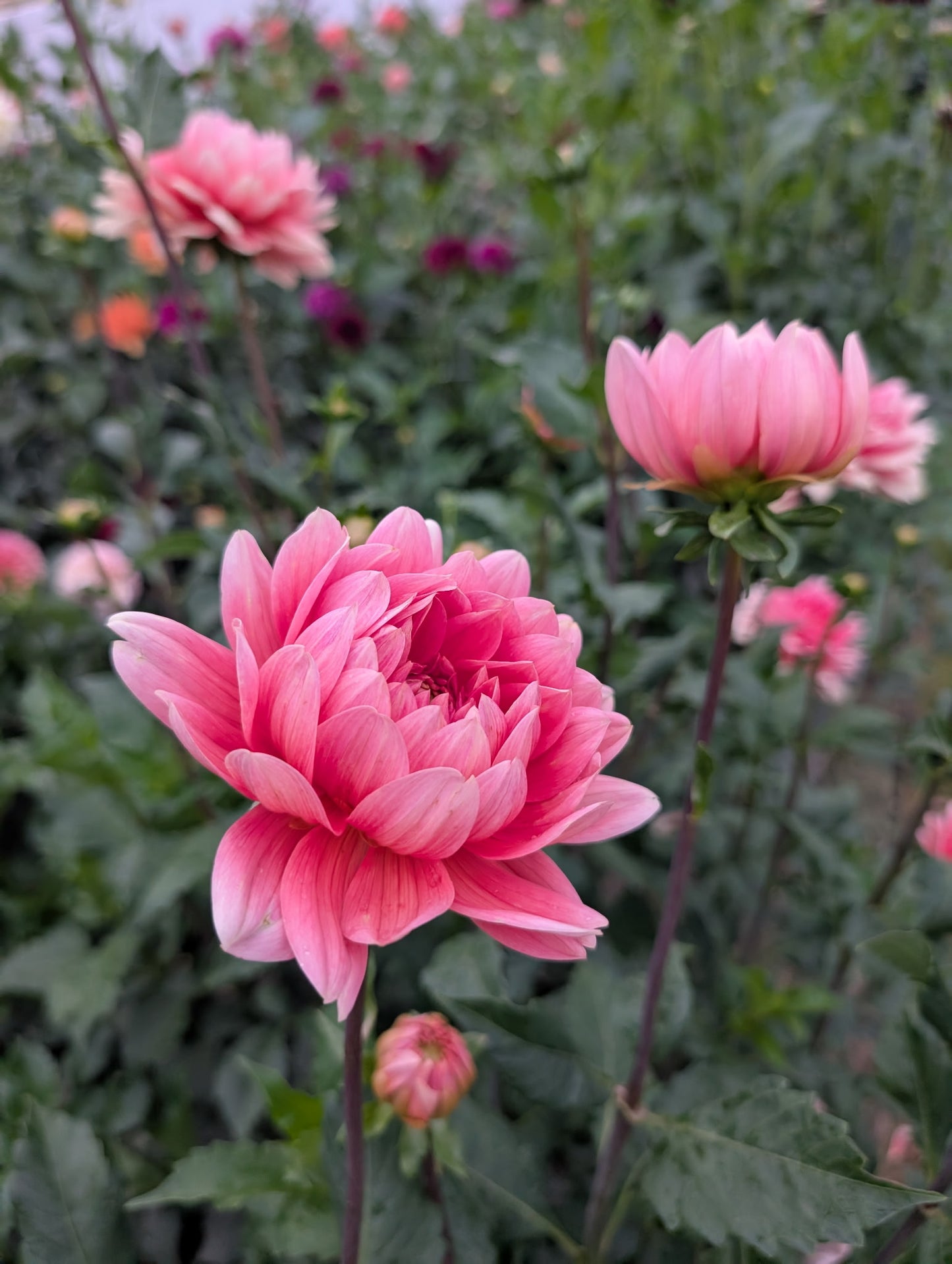 Carolina Wagemans (Tuber)