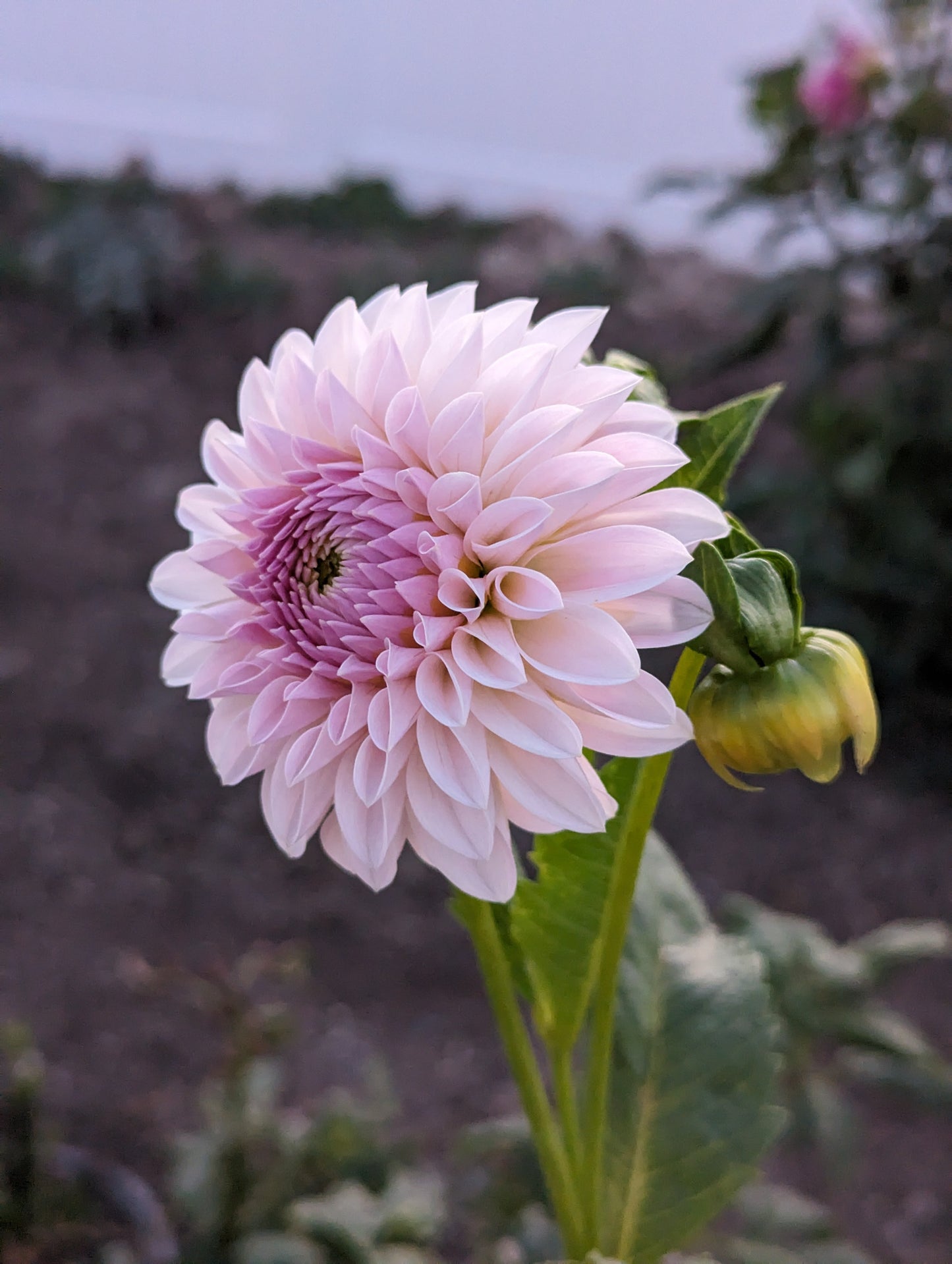 Bloomquist Tory P Dahlia Rooted Cutting