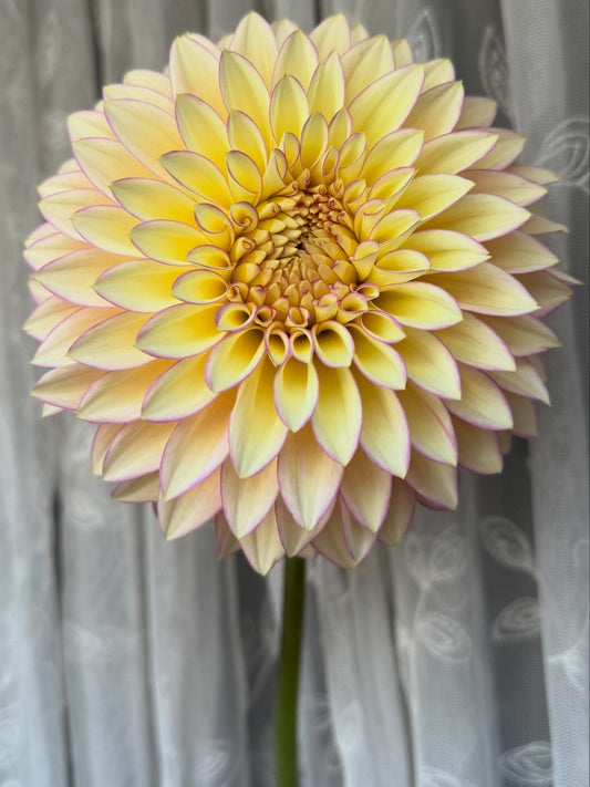 Bloomquist Blush (Tuber)