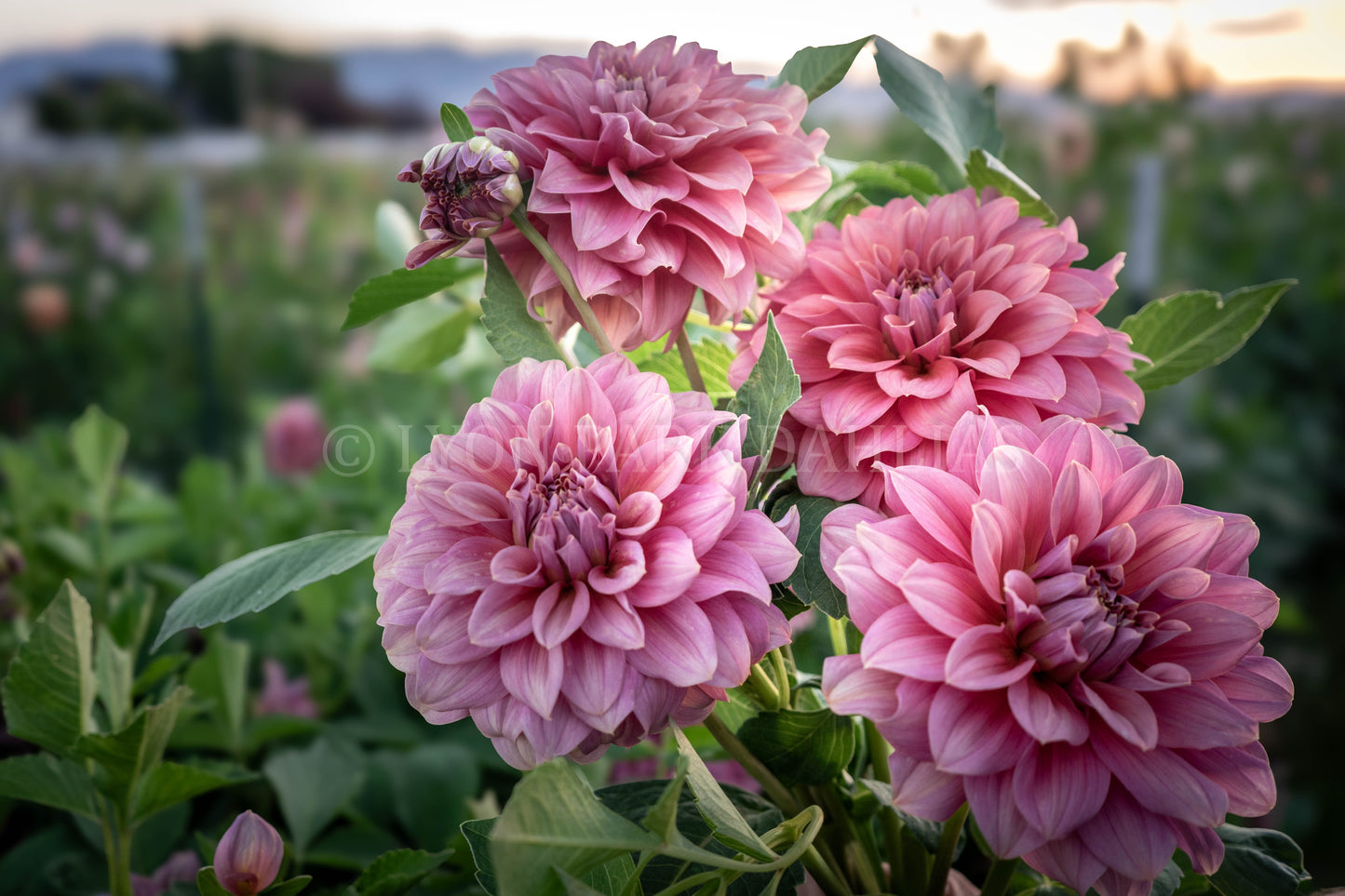 Lileah Caramel Rose (Rooted Cutting)