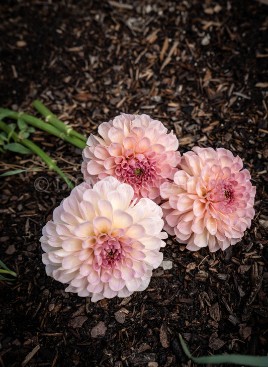 Salmon Joy (Rooted Cutting)