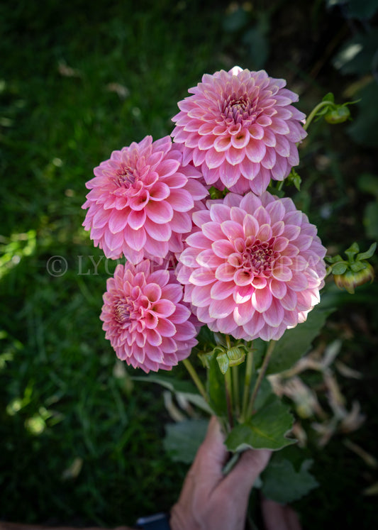 Florelie Flamingo (Rooted Cutting)