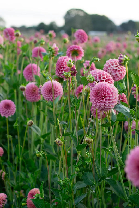 Florelie Flamingo (Rooted Cutting)