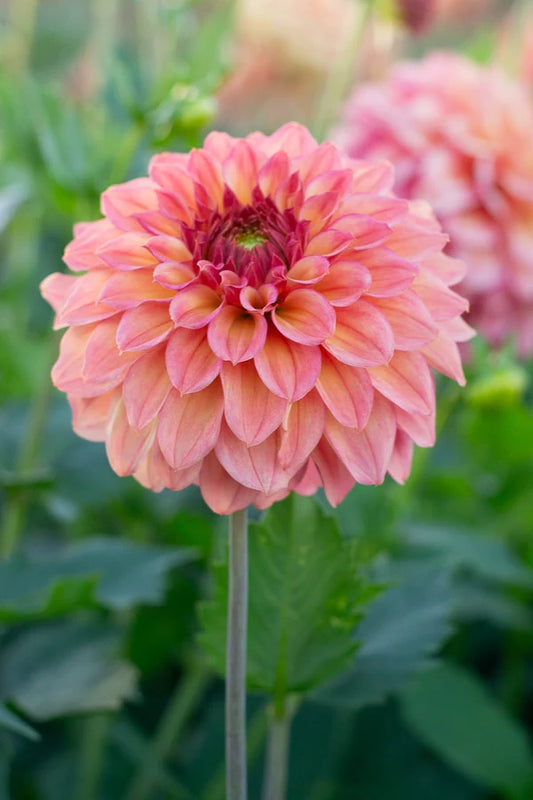 Florelie Solar Flare (Rooted Cutting)