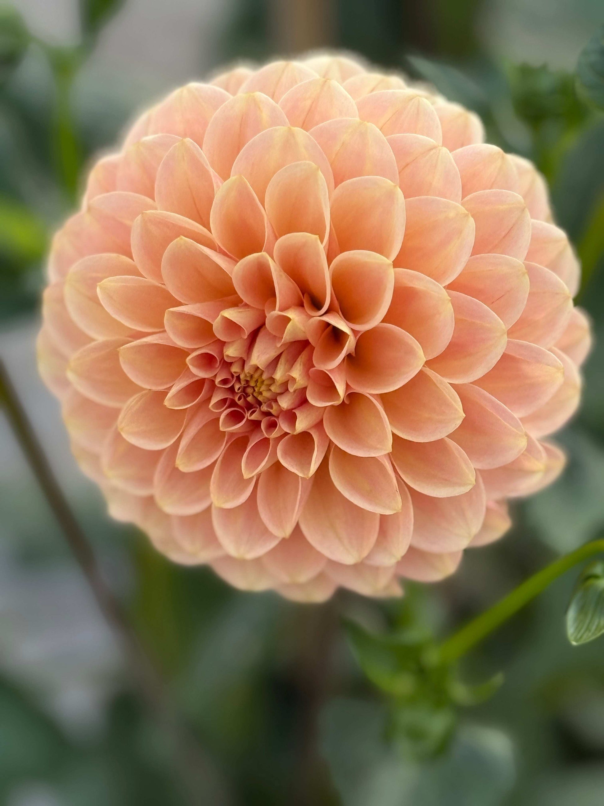 Levi's Cantaloupe (Rooted Cuttings)