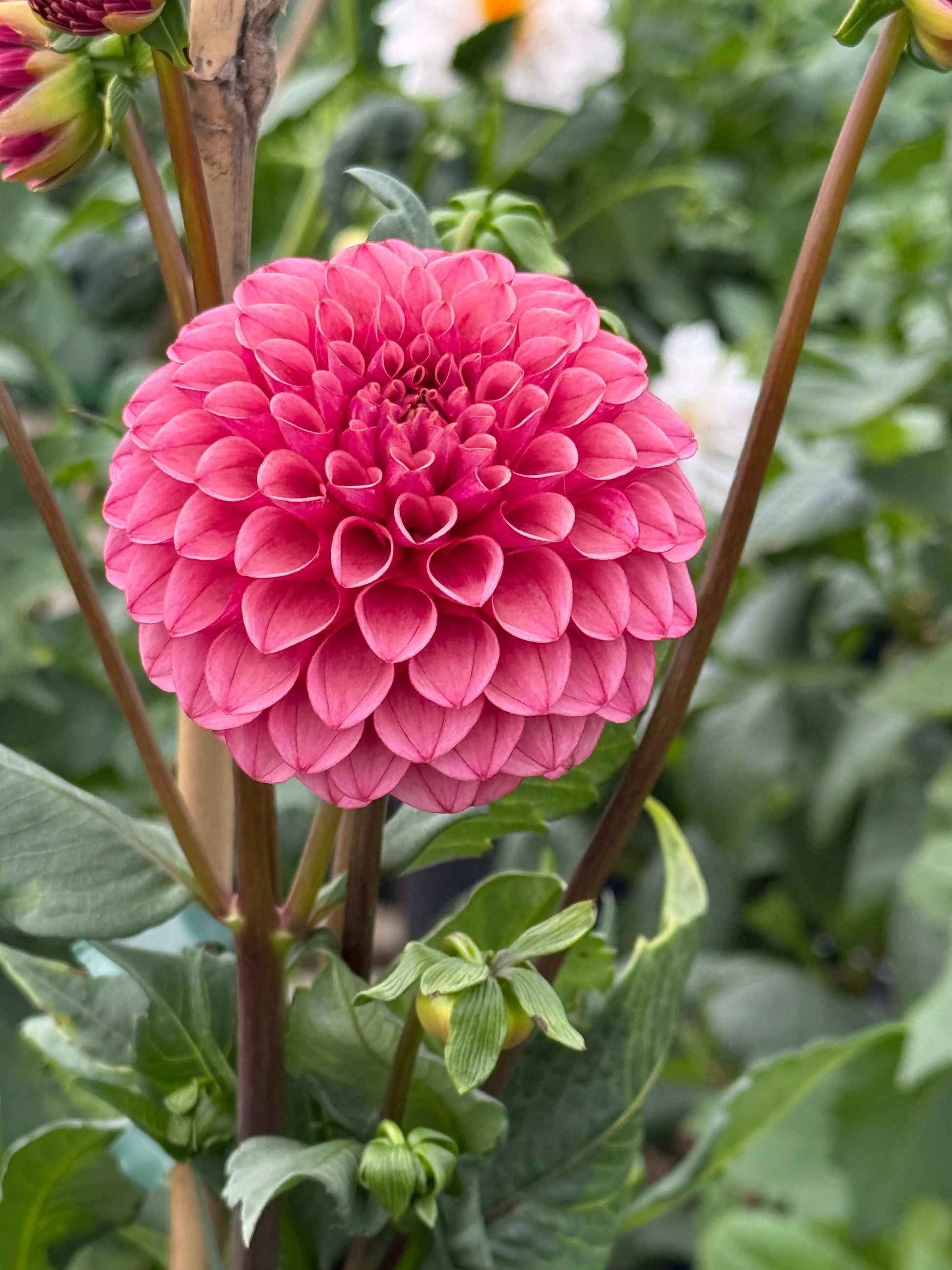 Levi's Tomato (Rooted Cuttings)
