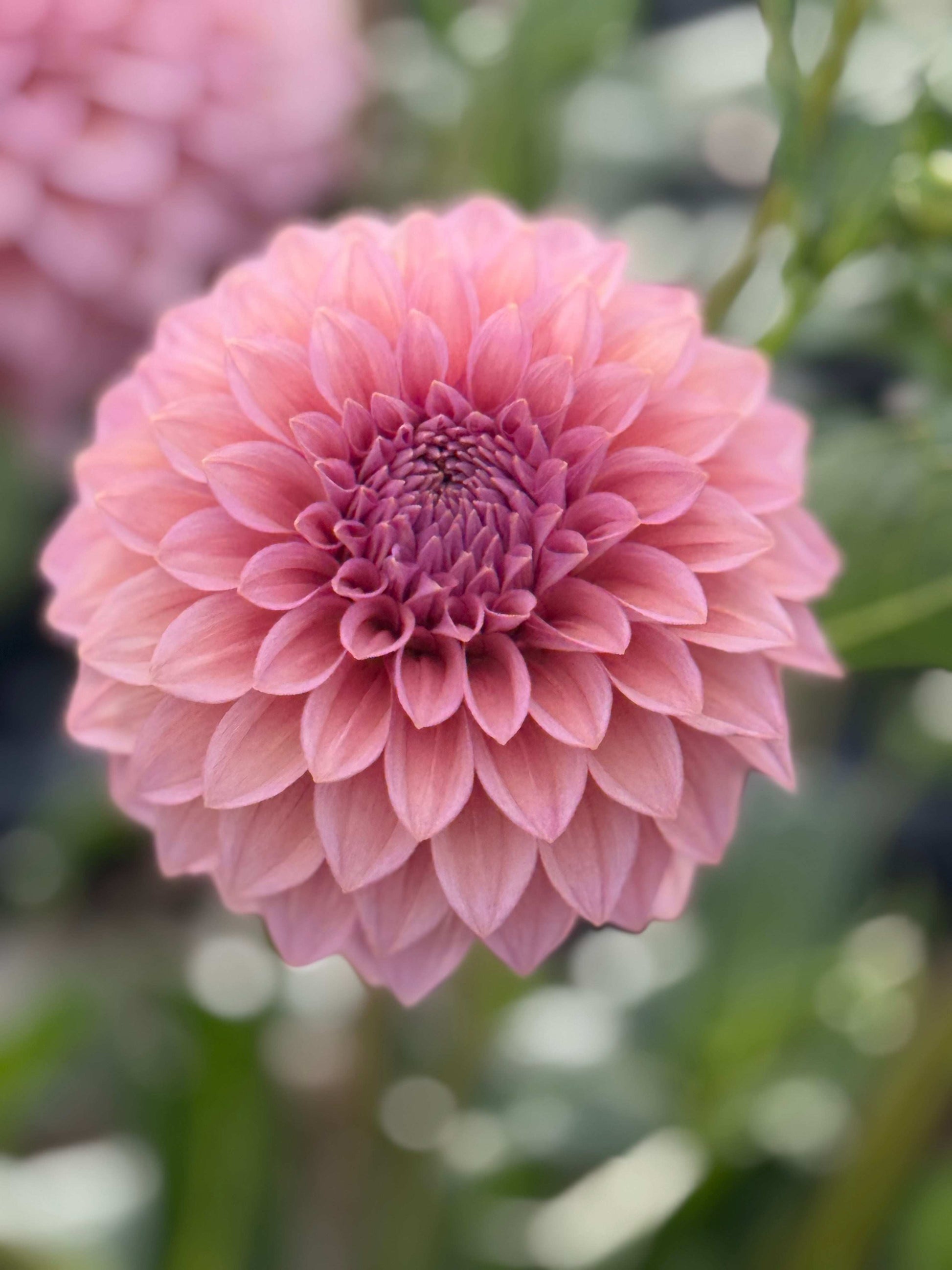 Levi's Bubblegum (Rooted Cuttings)