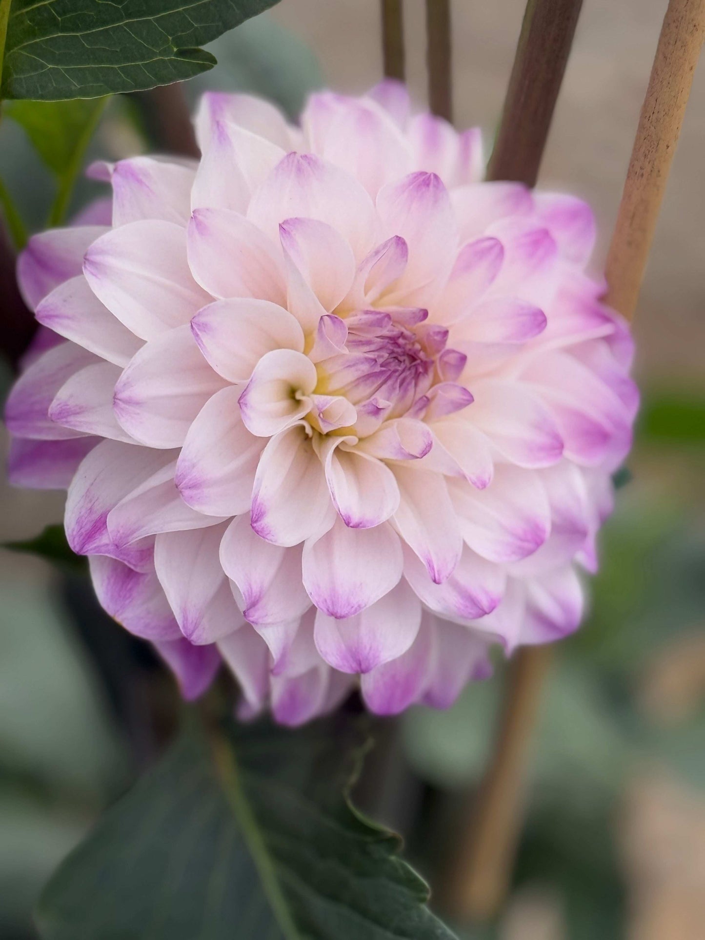 Hapet Rosa Munde (Rooted Cuttings)