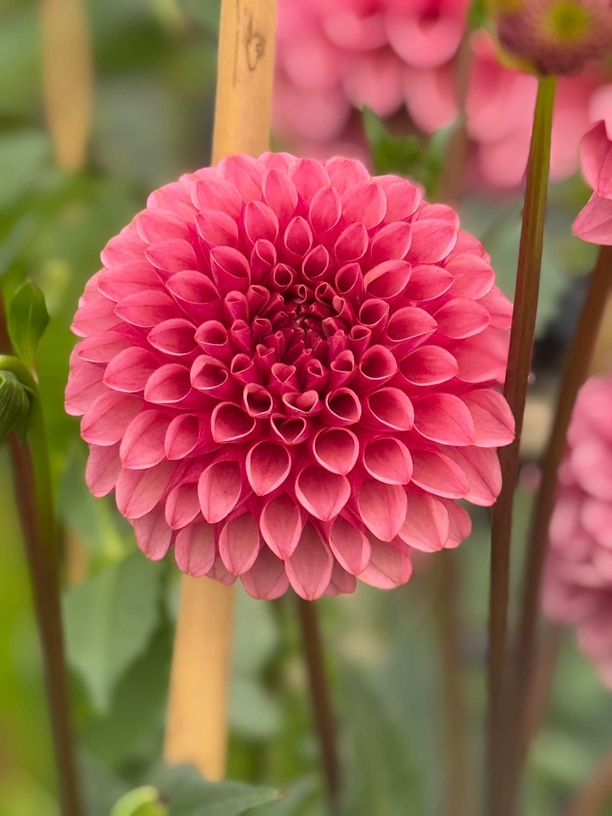 Levi's Tomato (Rooted Cuttings)