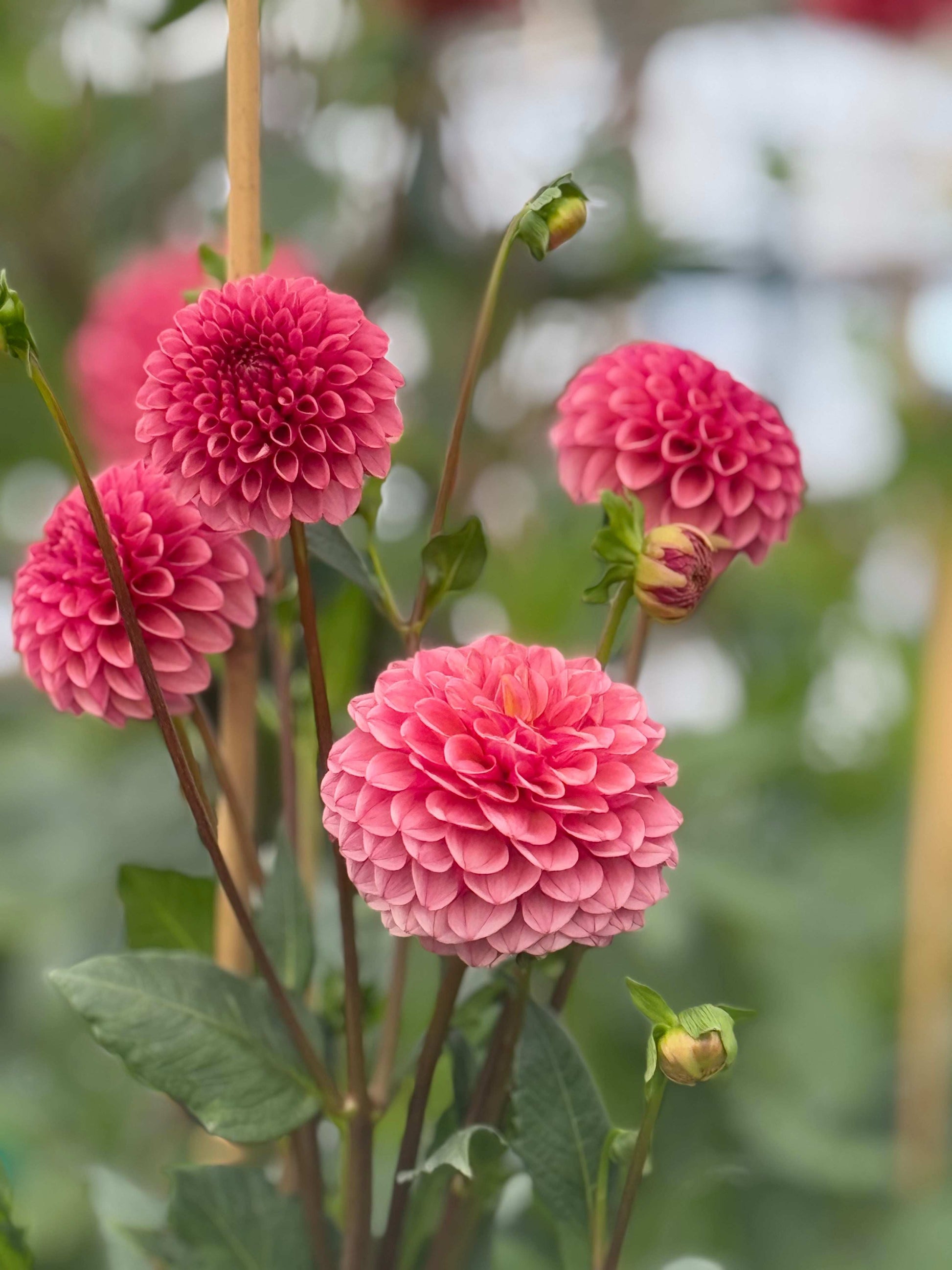 Levi's Tomato (Rooted Cuttings)