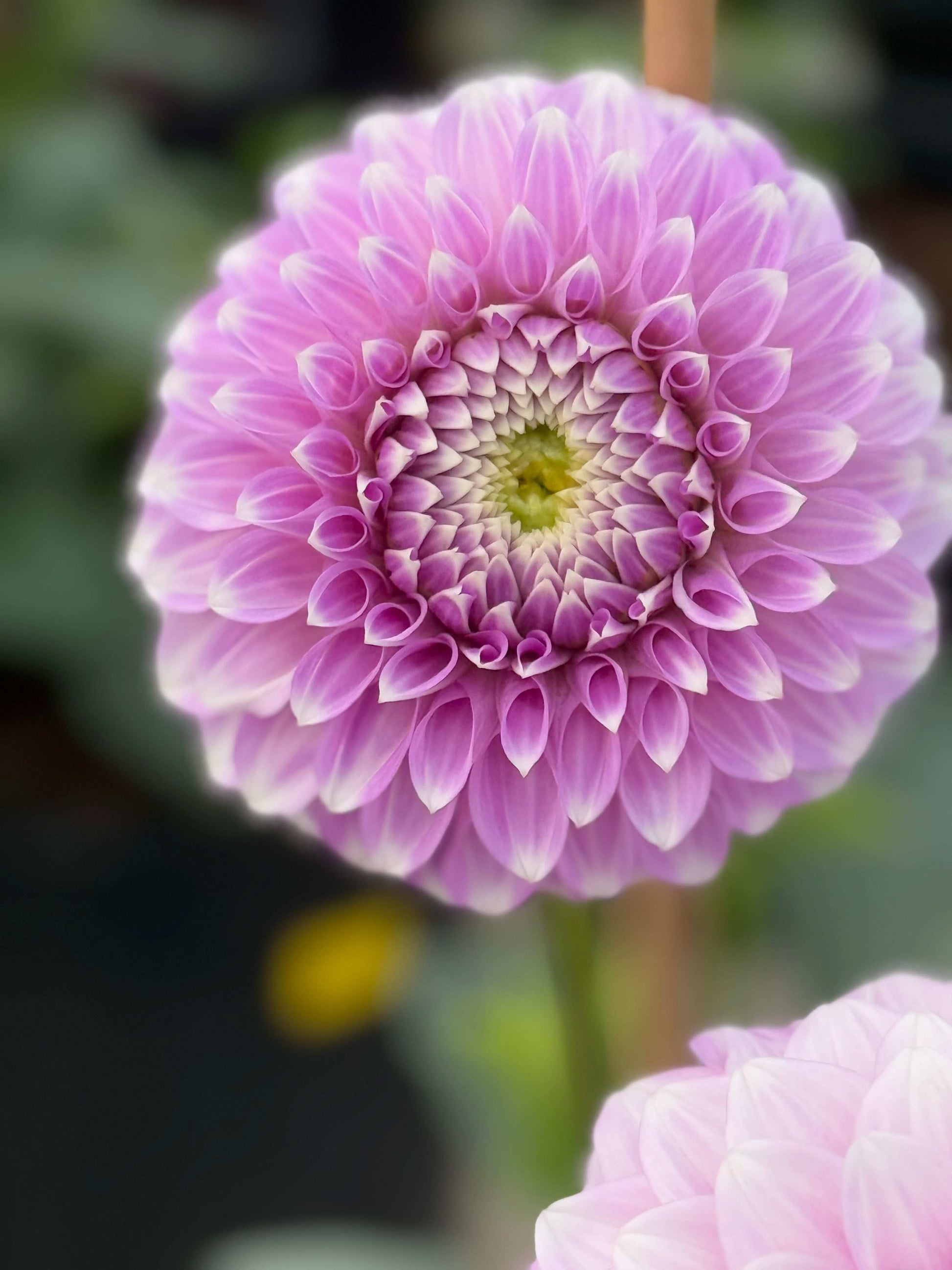 Coorabell Zoe (Rooted Cuttings)