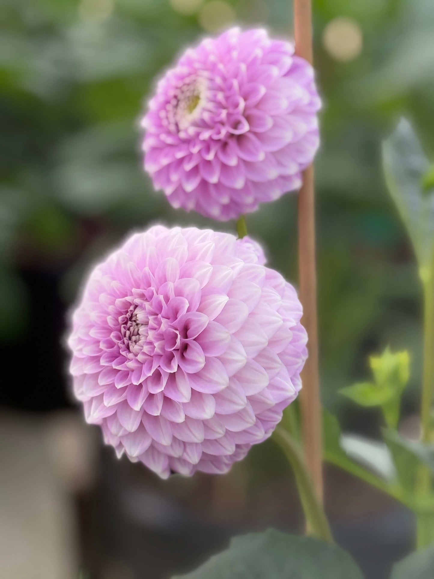 Coorabell Zoe (Rooted Cuttings)