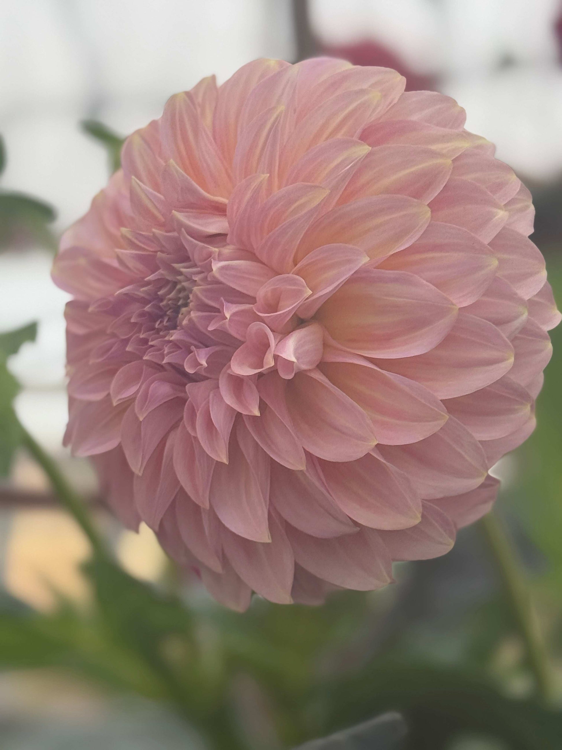 Coorabell Jessie (Rooted Cuttings)